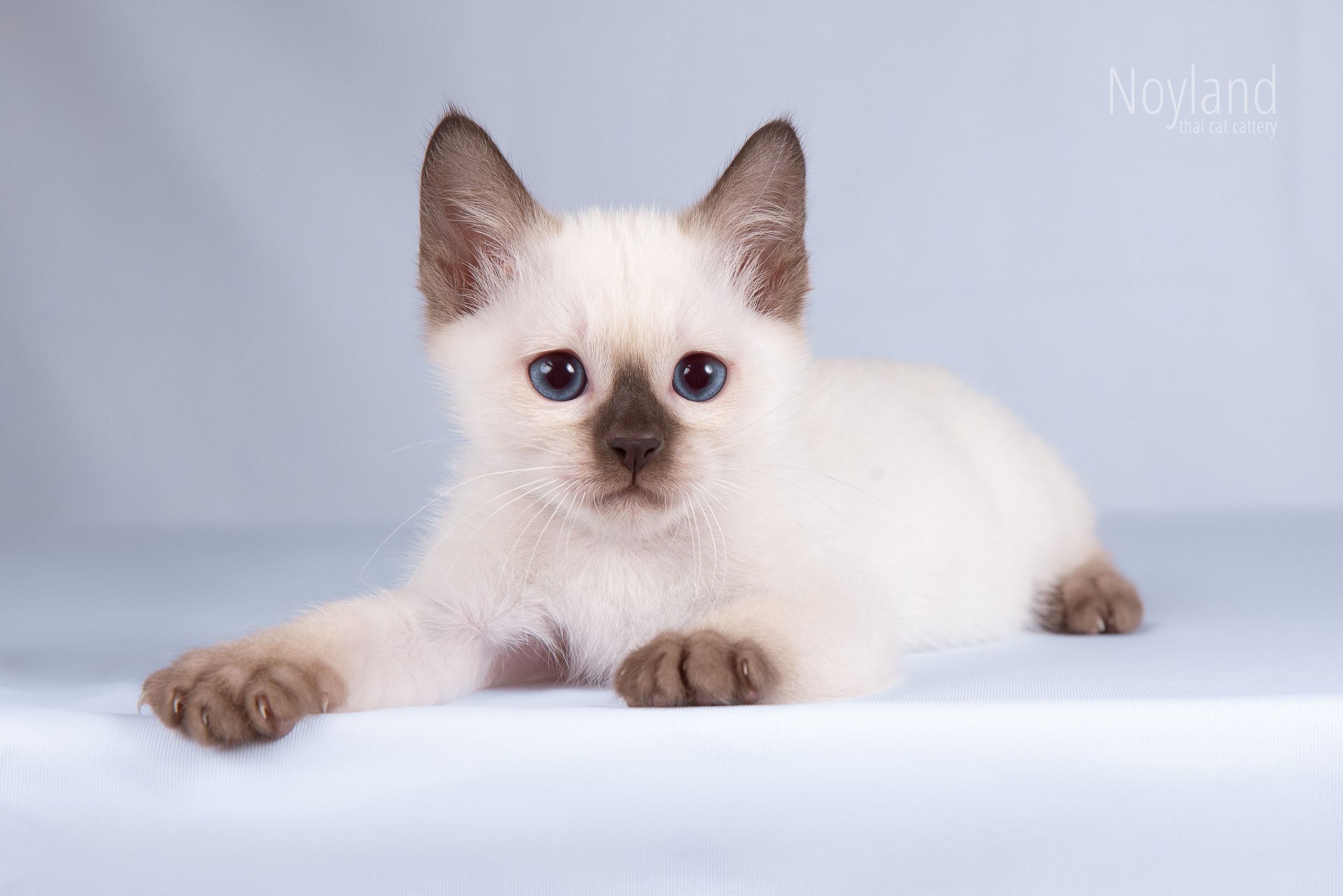 Котята. Питомник тайских кошек в Санкт-Петербурге Noyland
