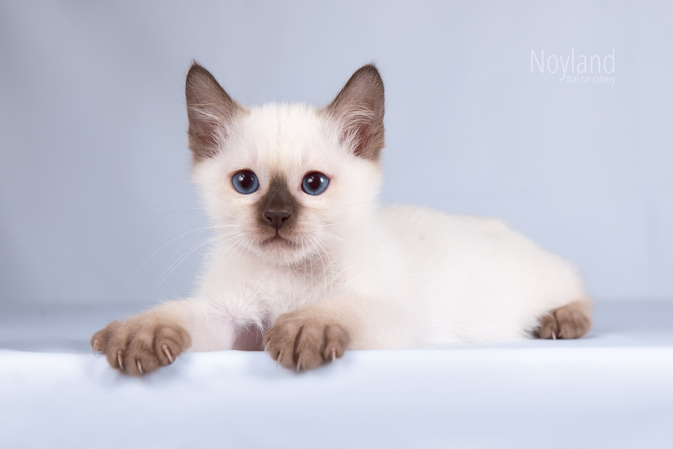 Котята. Питомник тайских кошек в Санкт-Петербурге Noyland
