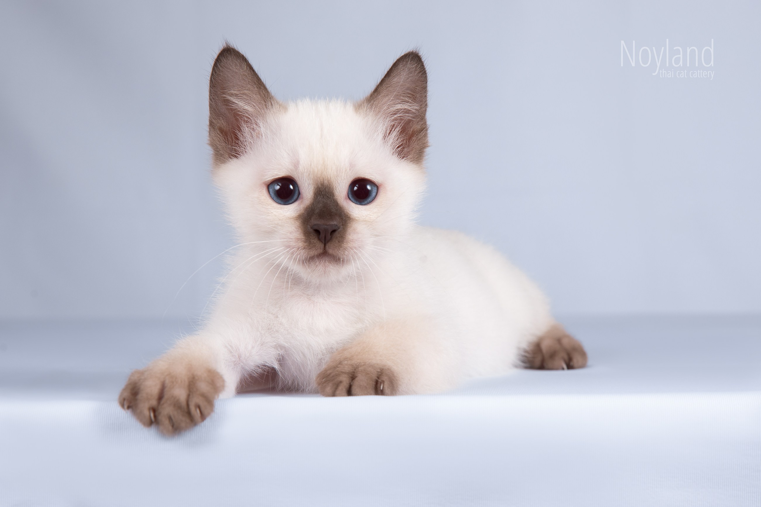 Котята. Питомник тайских кошек в Санкт-Петербурге Noyland