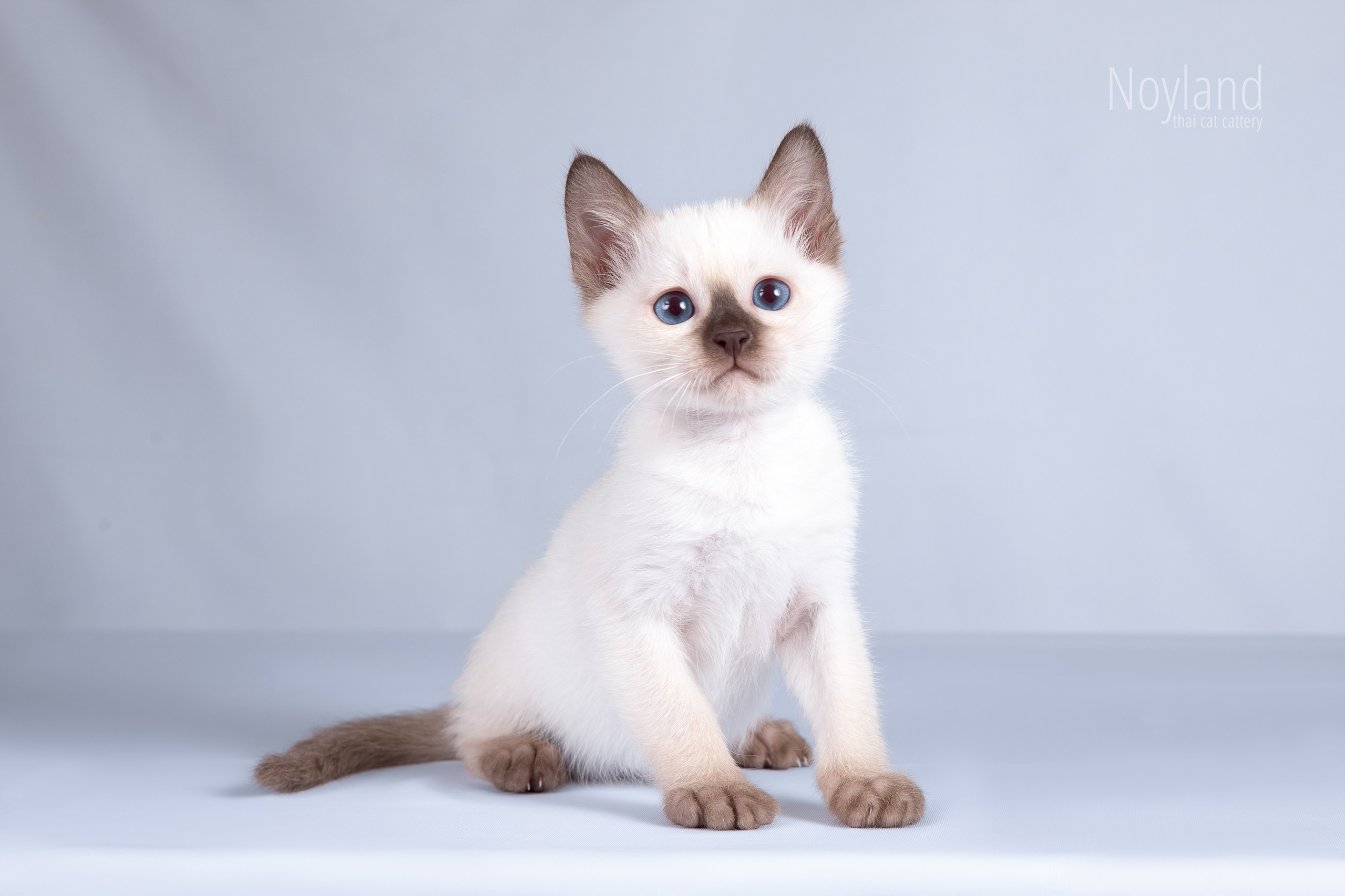 Котята. Питомник тайских кошек в Санкт-Петербурге Noyland