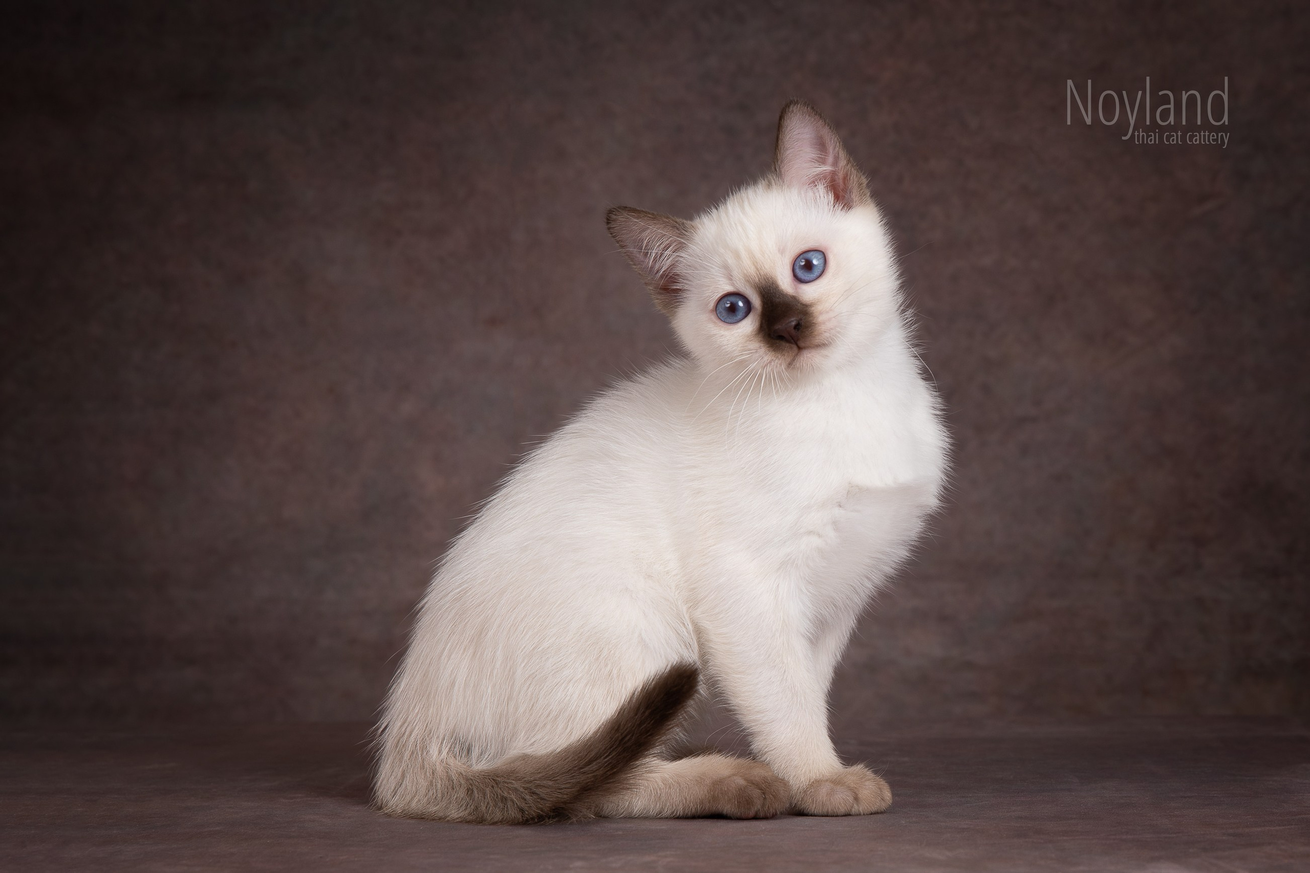 Котята. Питомник тайских кошек в Санкт-Петербурге Noyland