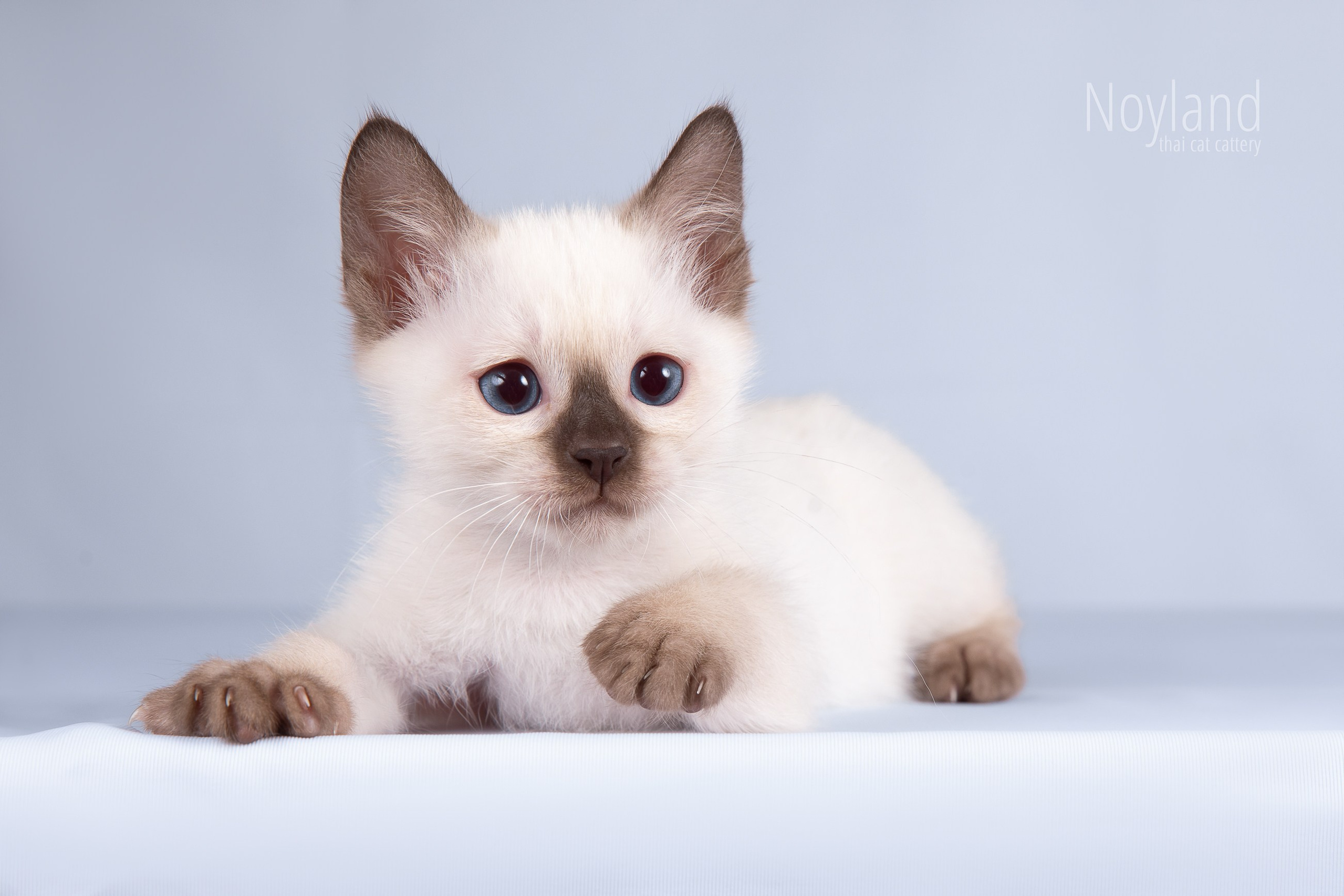 Котята. Питомник тайских кошек в Санкт-Петербурге Noyland