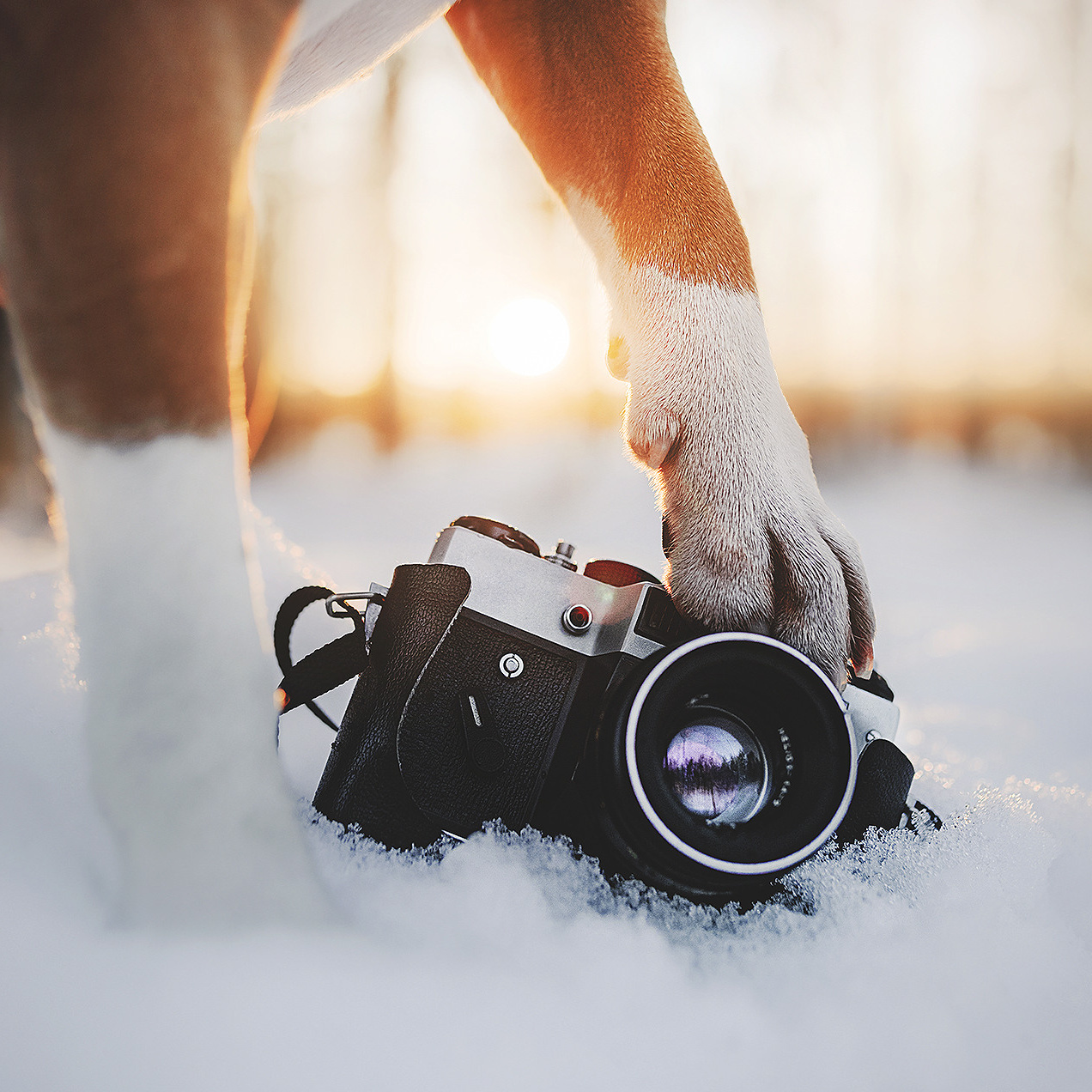 Контакты. Фотограф-анималист • love-story • Санкт-Петербург