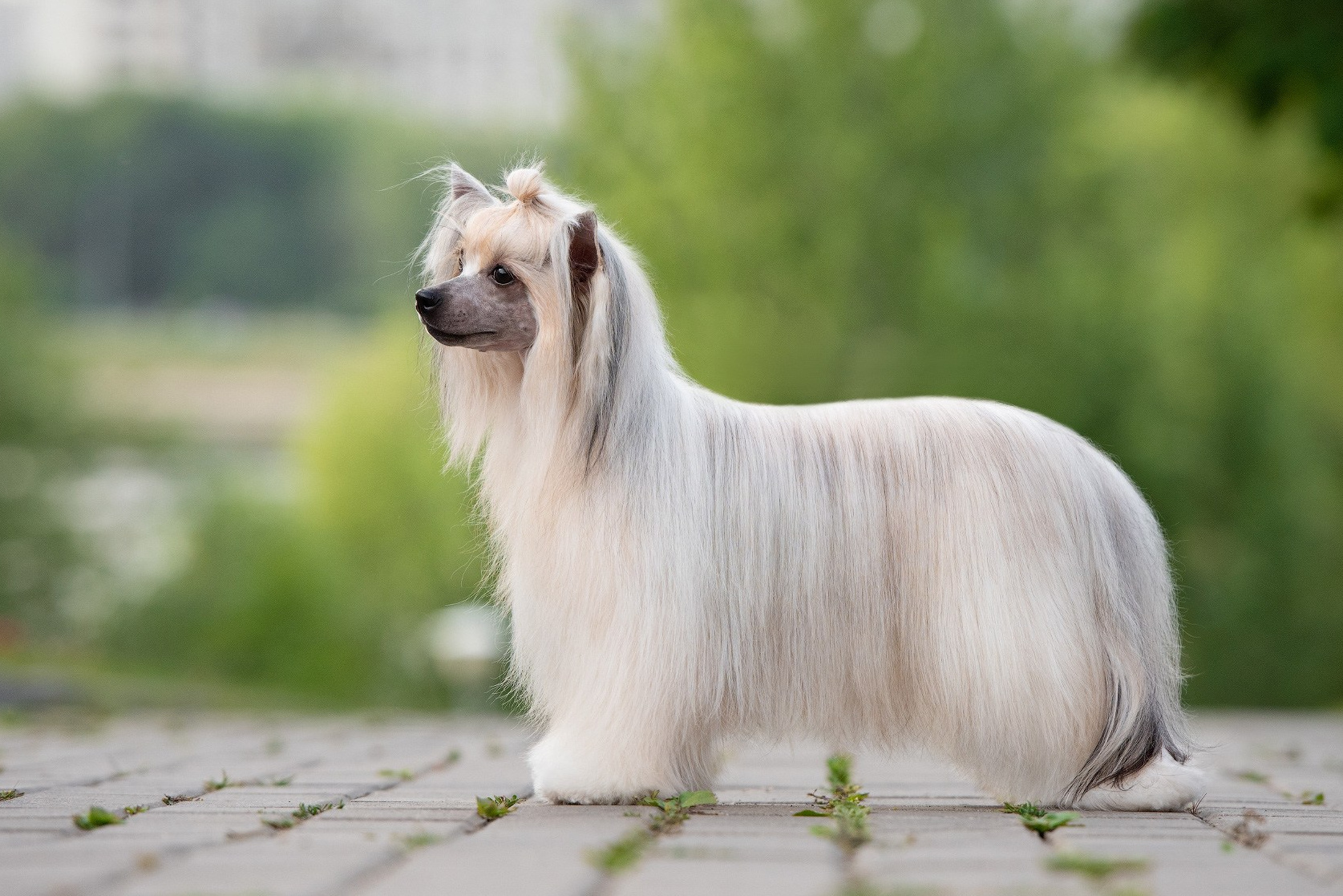 китайская хохлатая пуховая