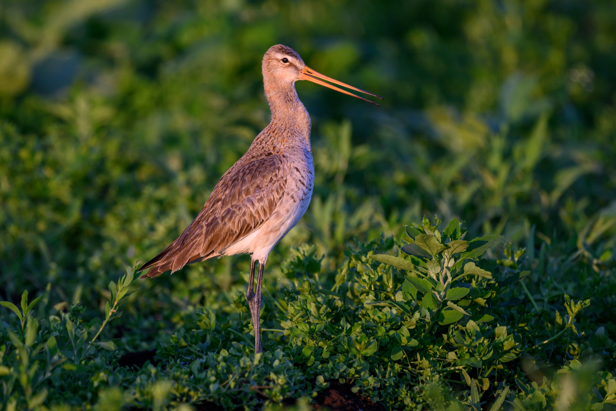 Большой веретенник. Фотограф Сергей Пупонин