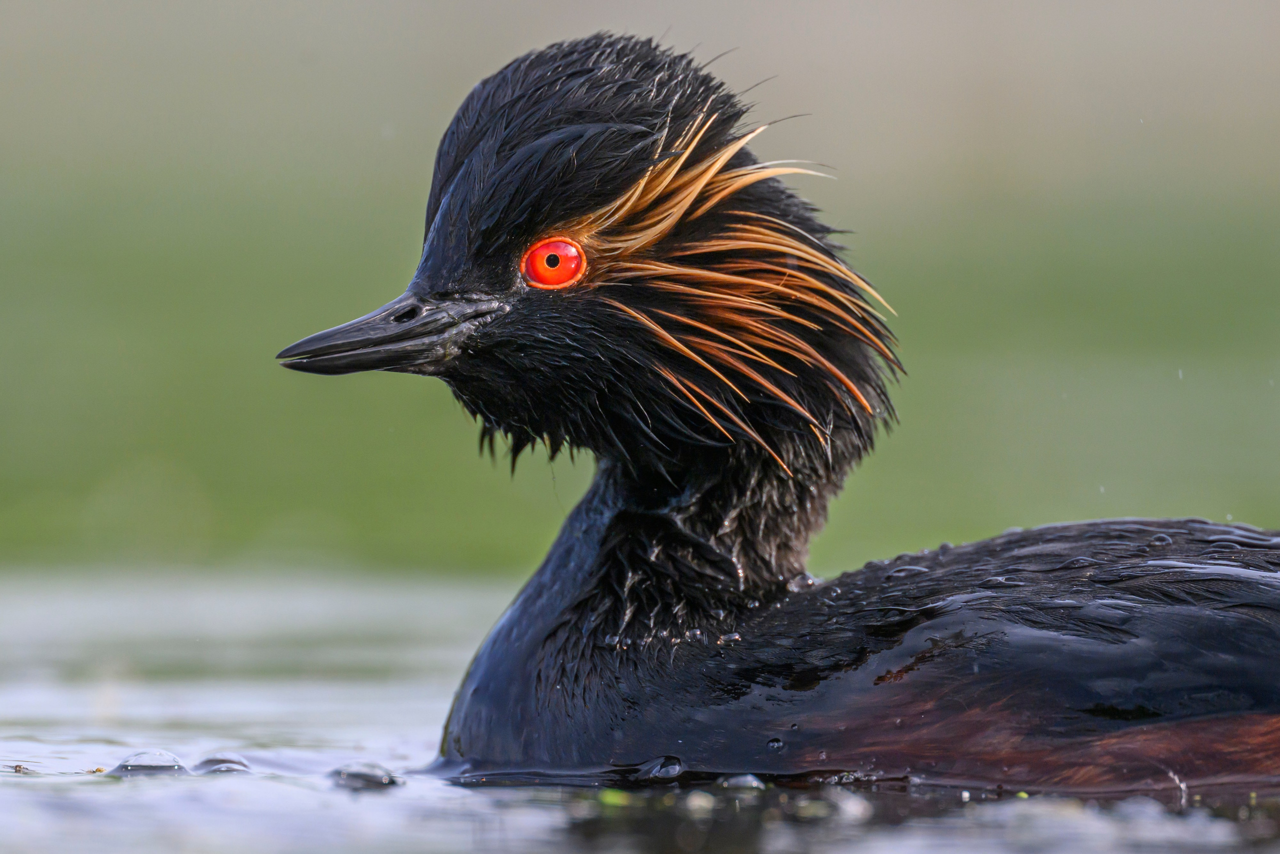 На болоте. Wildlife photography by Sergey Puponin