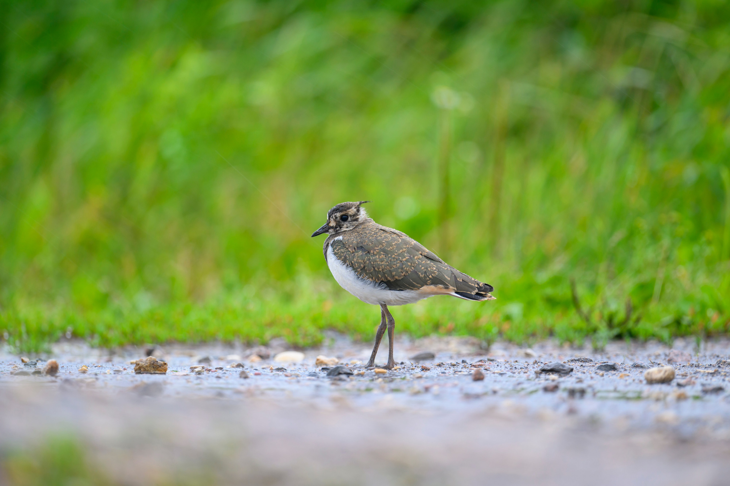 Чибисенок. Wildlife photography by Sergey Puponin