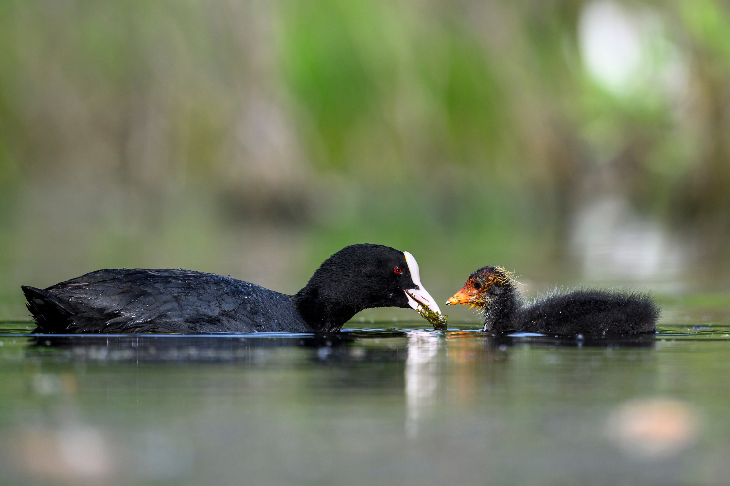 На болоте. Wildlife photography by Sergey Puponin