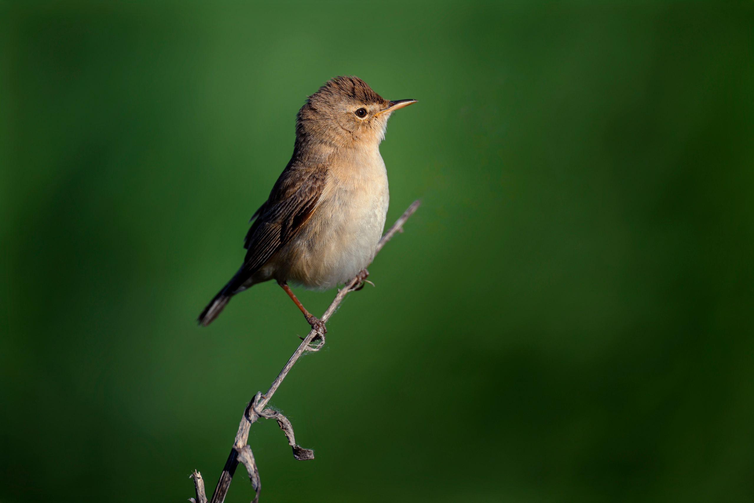 Тростниковая камышовка?. Wildlife photography by Sergey Puponin