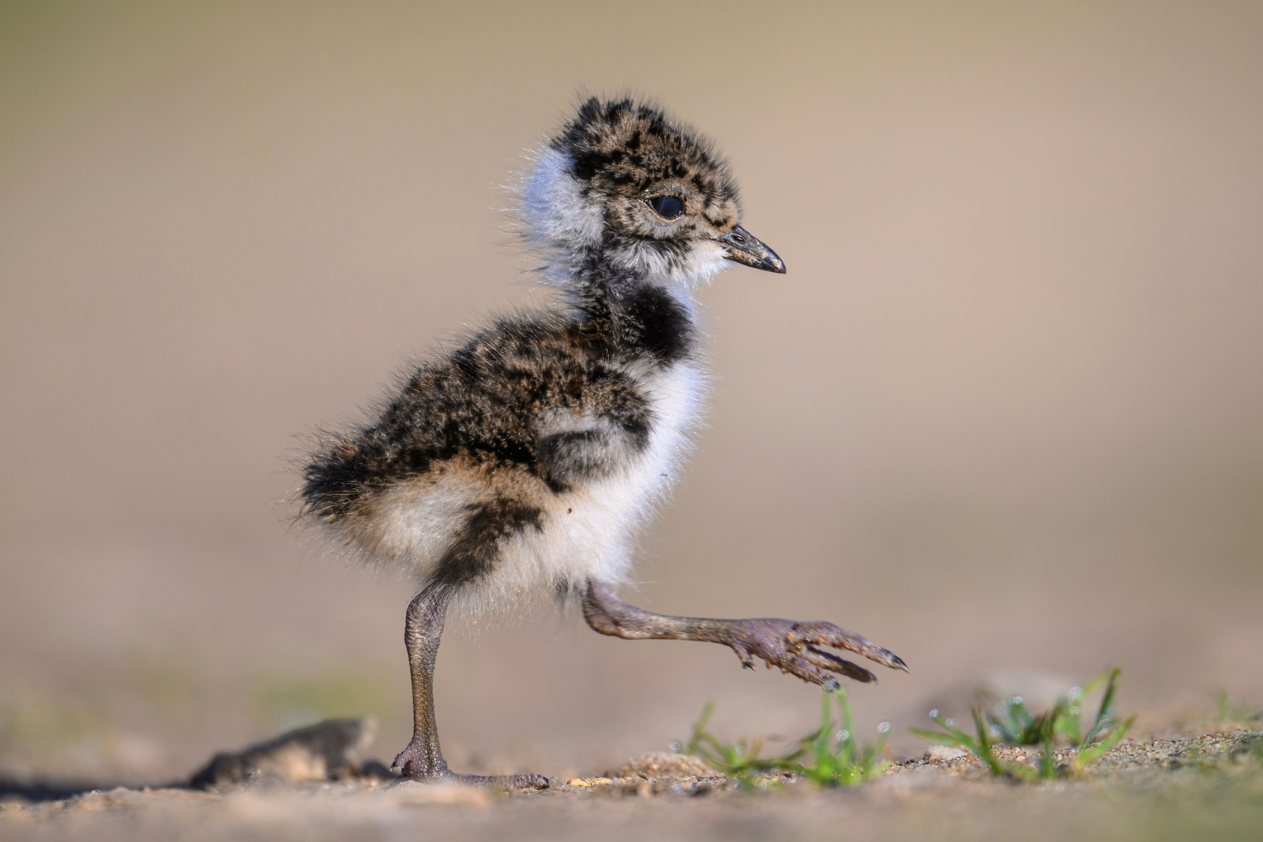 Чибисята. Wildlife photography by Sergey Puponin