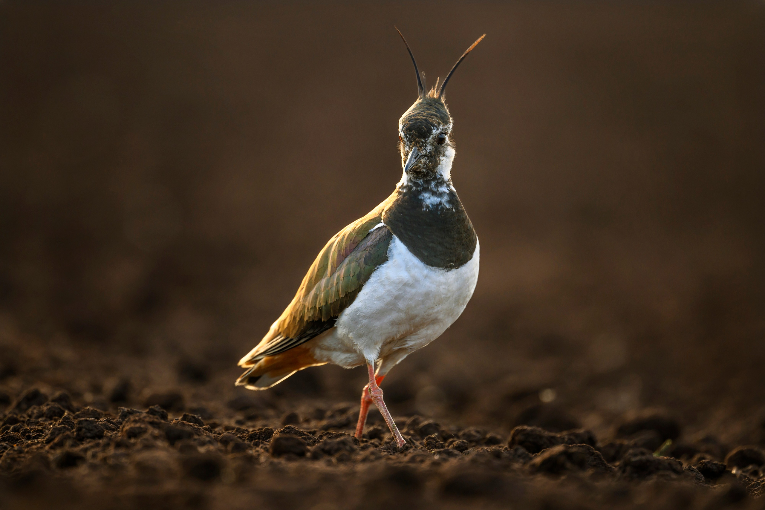 Франт. Wildlife photography by Sergey Puponin