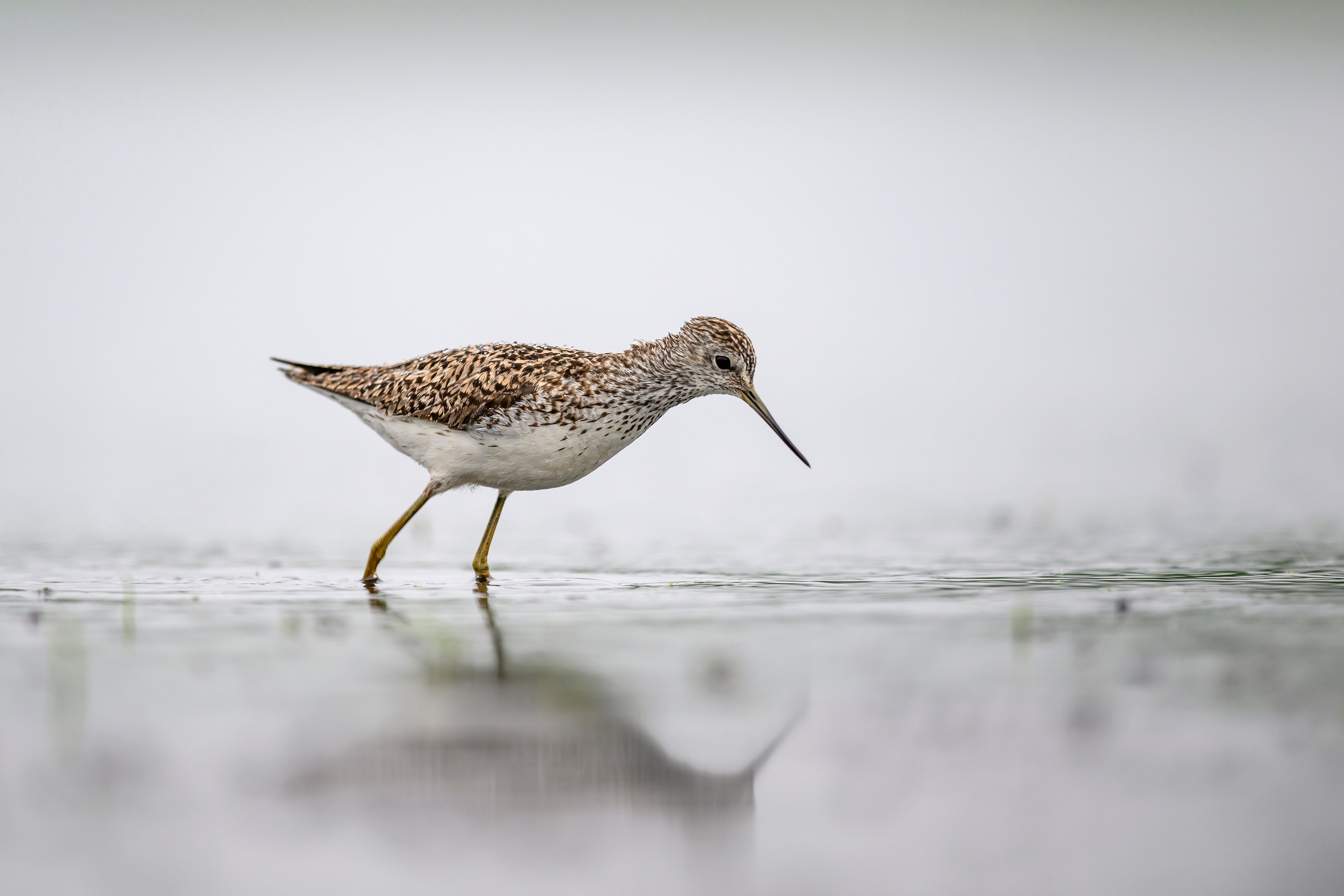 Поручейники и большой веретенник. Wildlife photography by Sergey Puponin