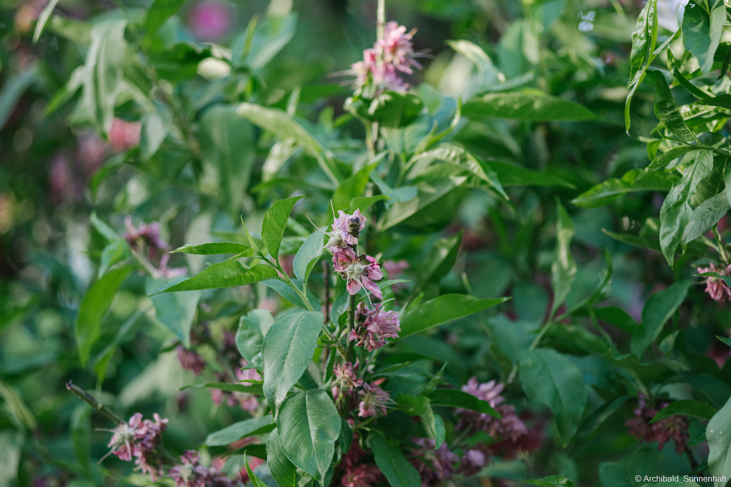 Walking in TJU on the first of May. Photographer in Guangzhou, China. Archibald Sonnenhaft