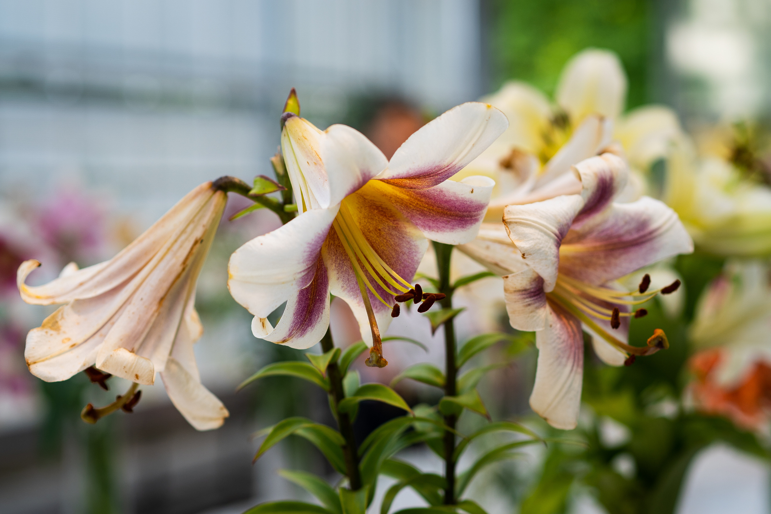 Цветы в Аптекарском огороде в Москве