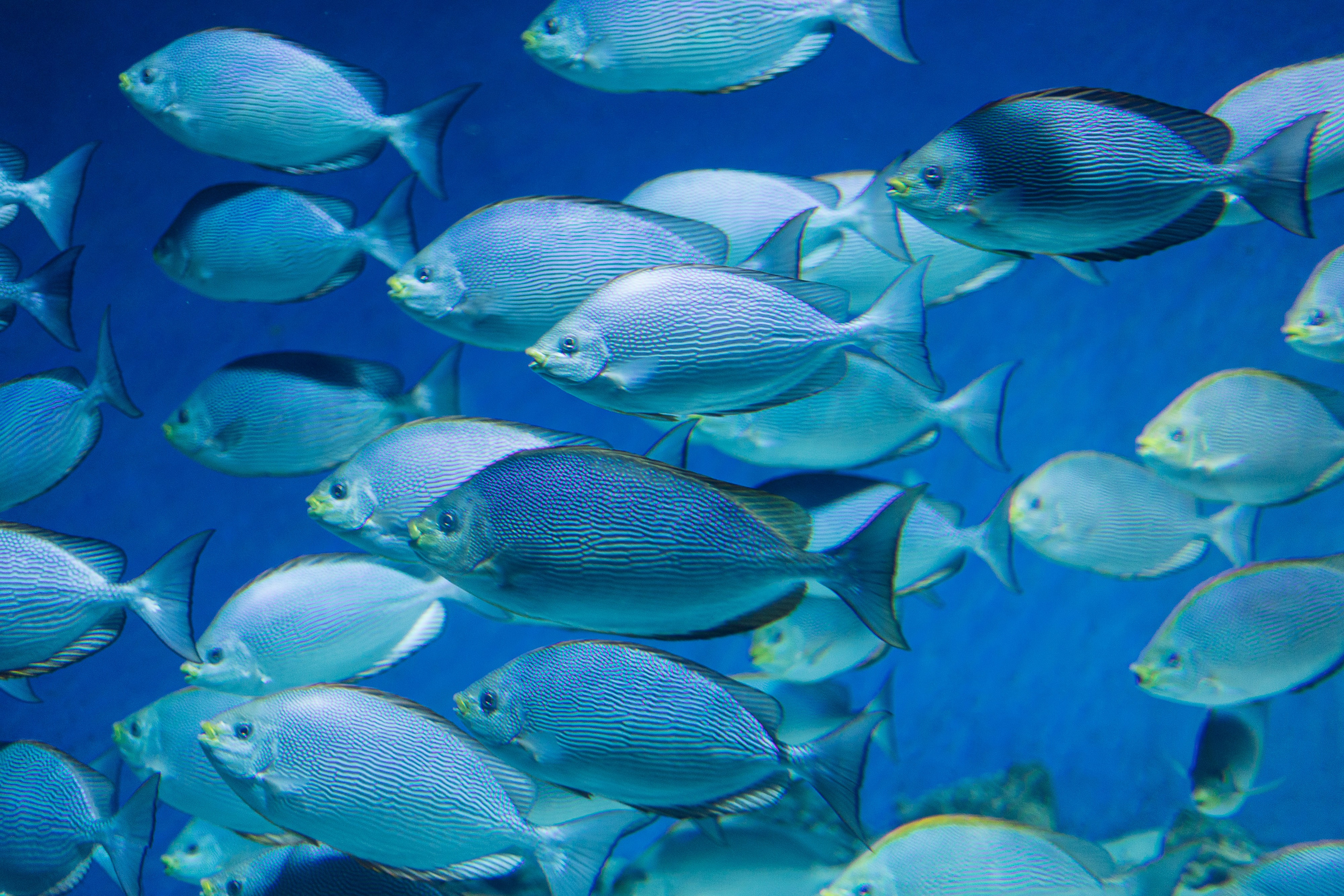 Как мы ездили в океанариум. Галина Шарапова Детский и семейный фотограф Москва