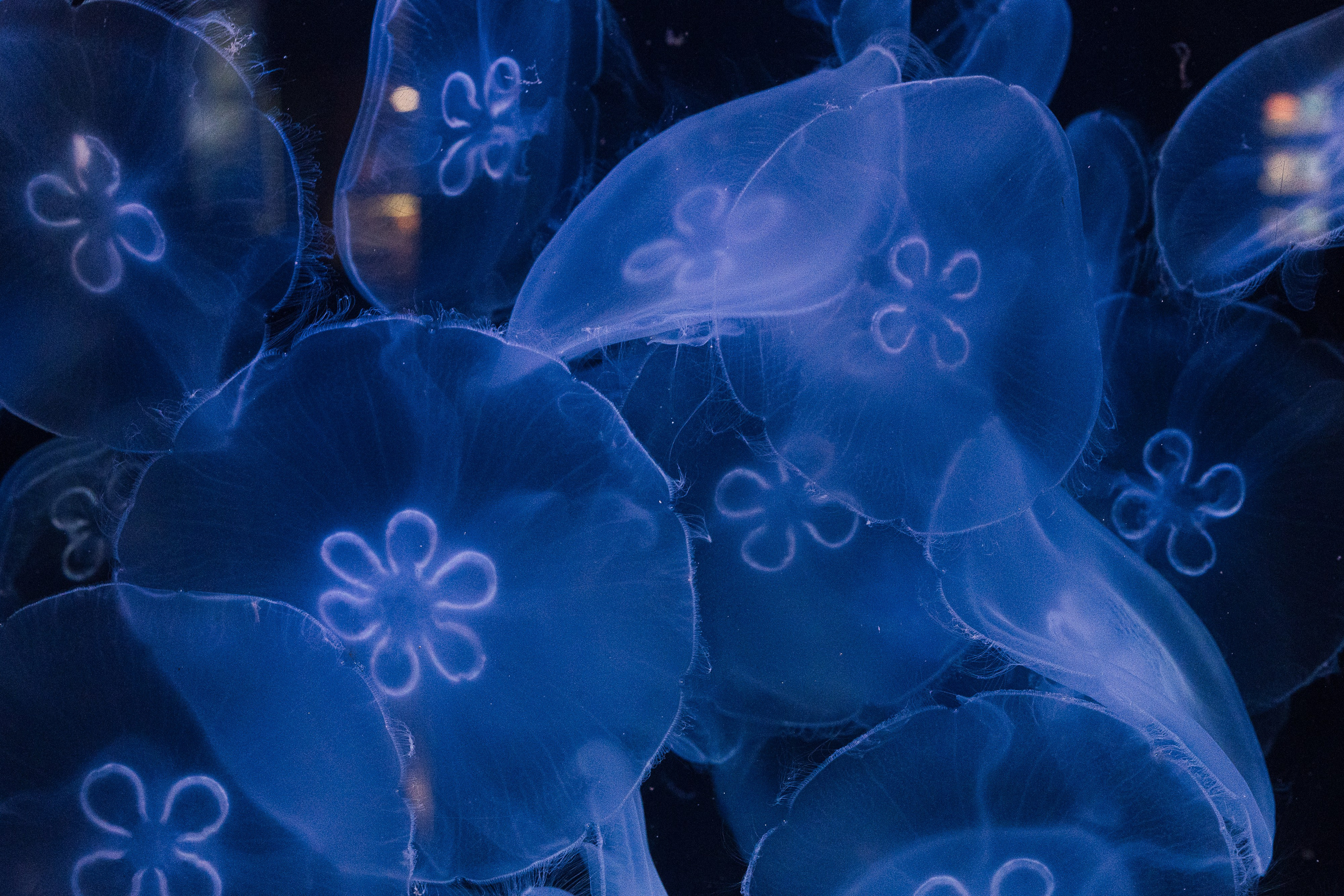 Как мы ездили в океанариум. Галина Шарапова Детский и семейный фотограф Москва