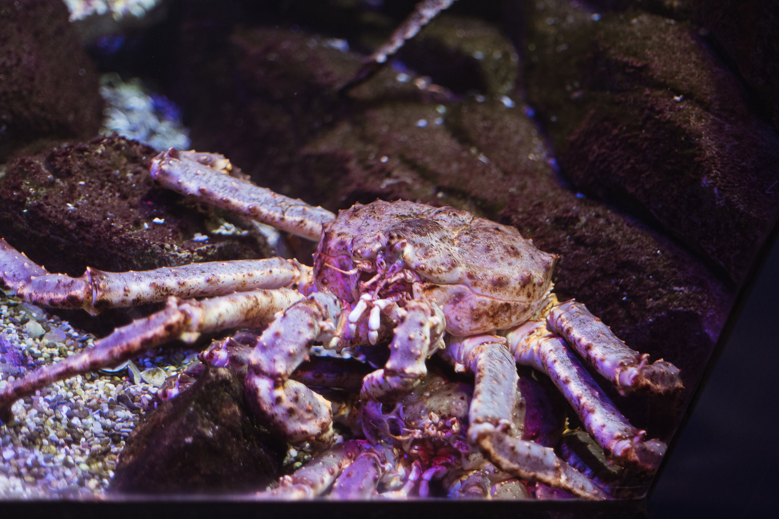 Как мы ездили в океанариум. Галина Шарапова Детский и семейный фотограф Москва