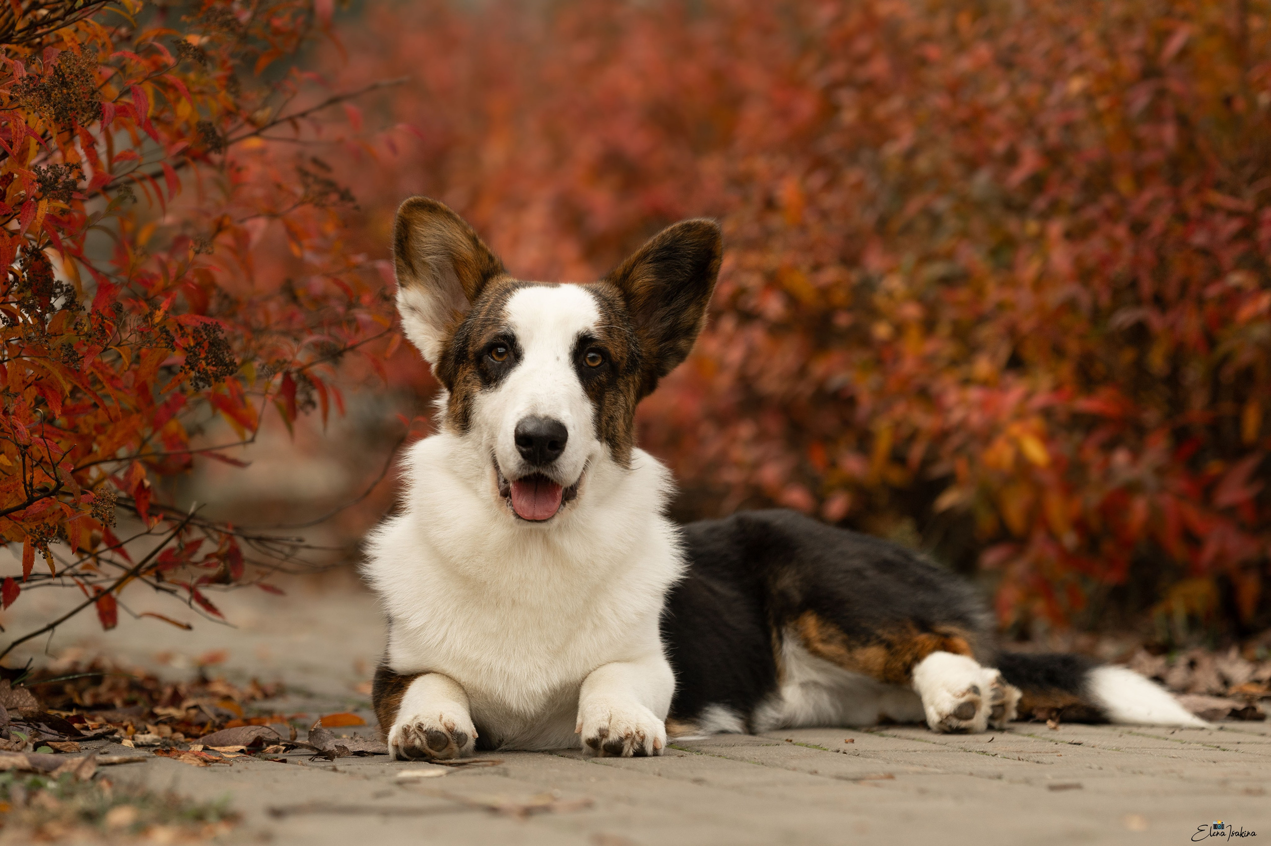 Ice Fantasy kennel: professional breeding of Siberian huskies and wels