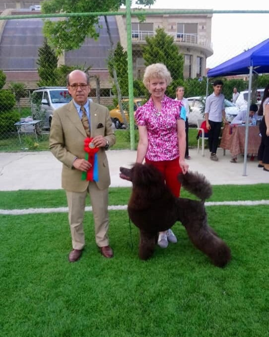 Новости. Питомник Больших Пуделей «Мое Соло»