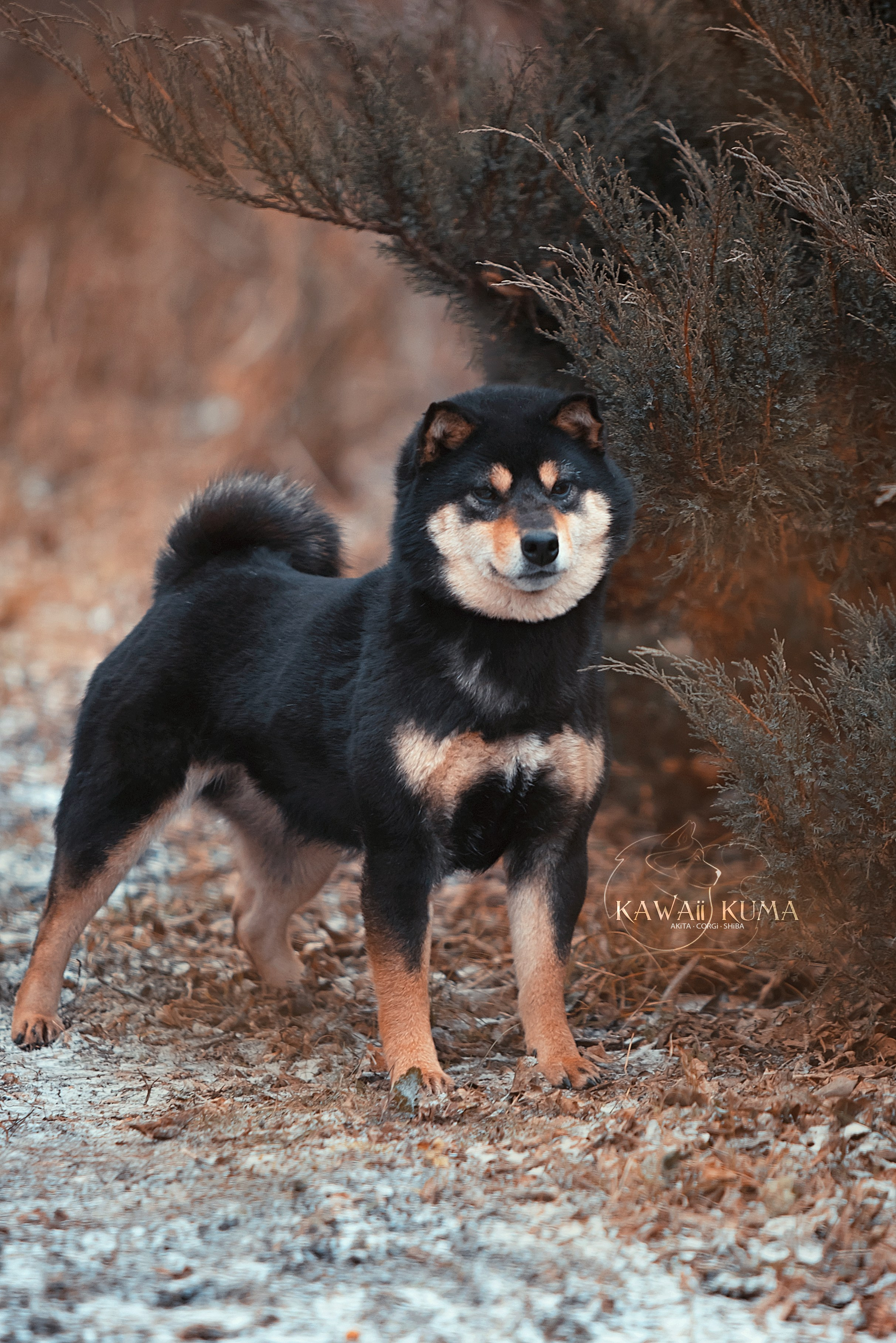 СИБА. Kawaii Kuma питомник собак пород Корги пемброк, Акита ину, Сиба
