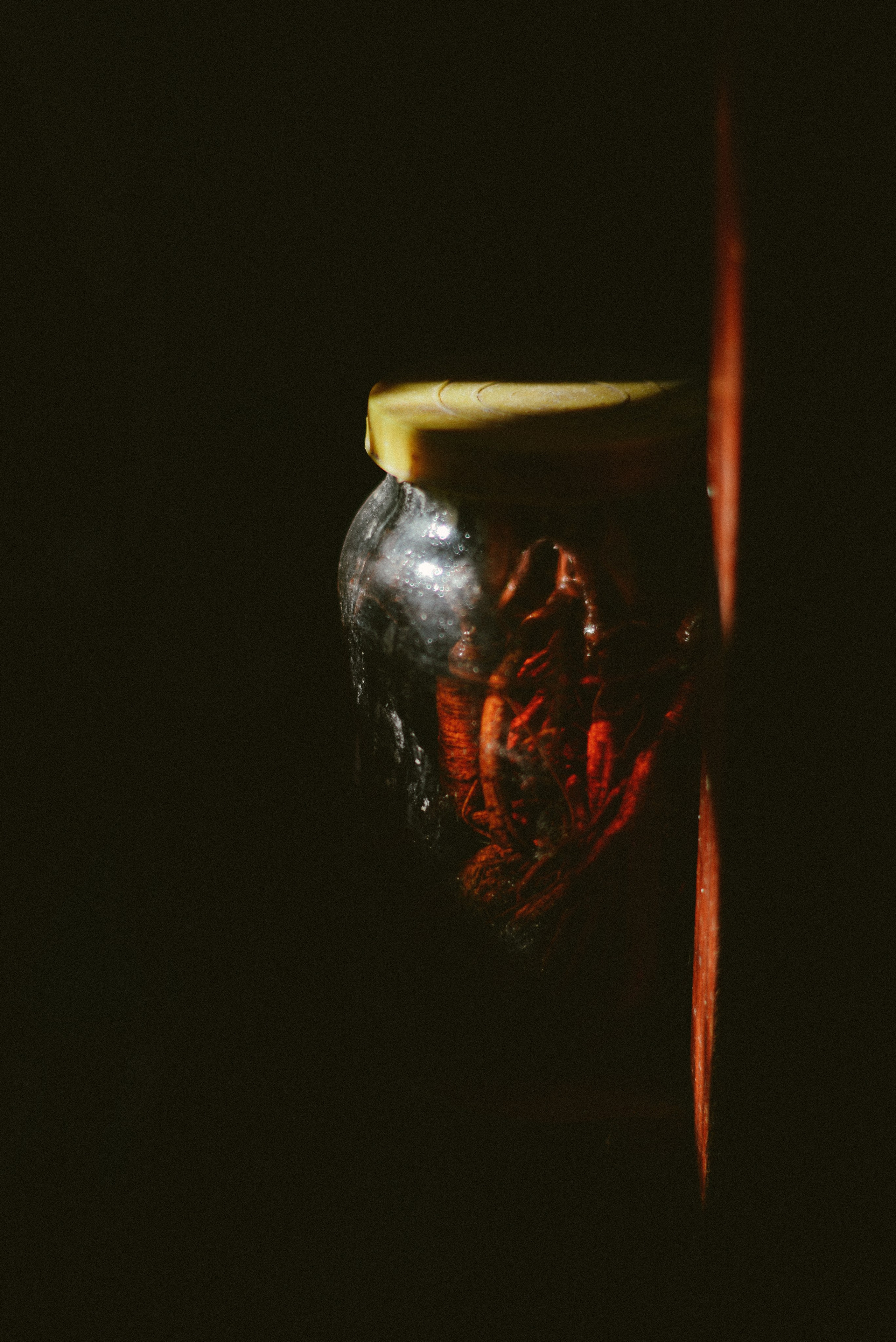 Тигролов. Дарья Пянзина | фотограф |междисциплинарная художница