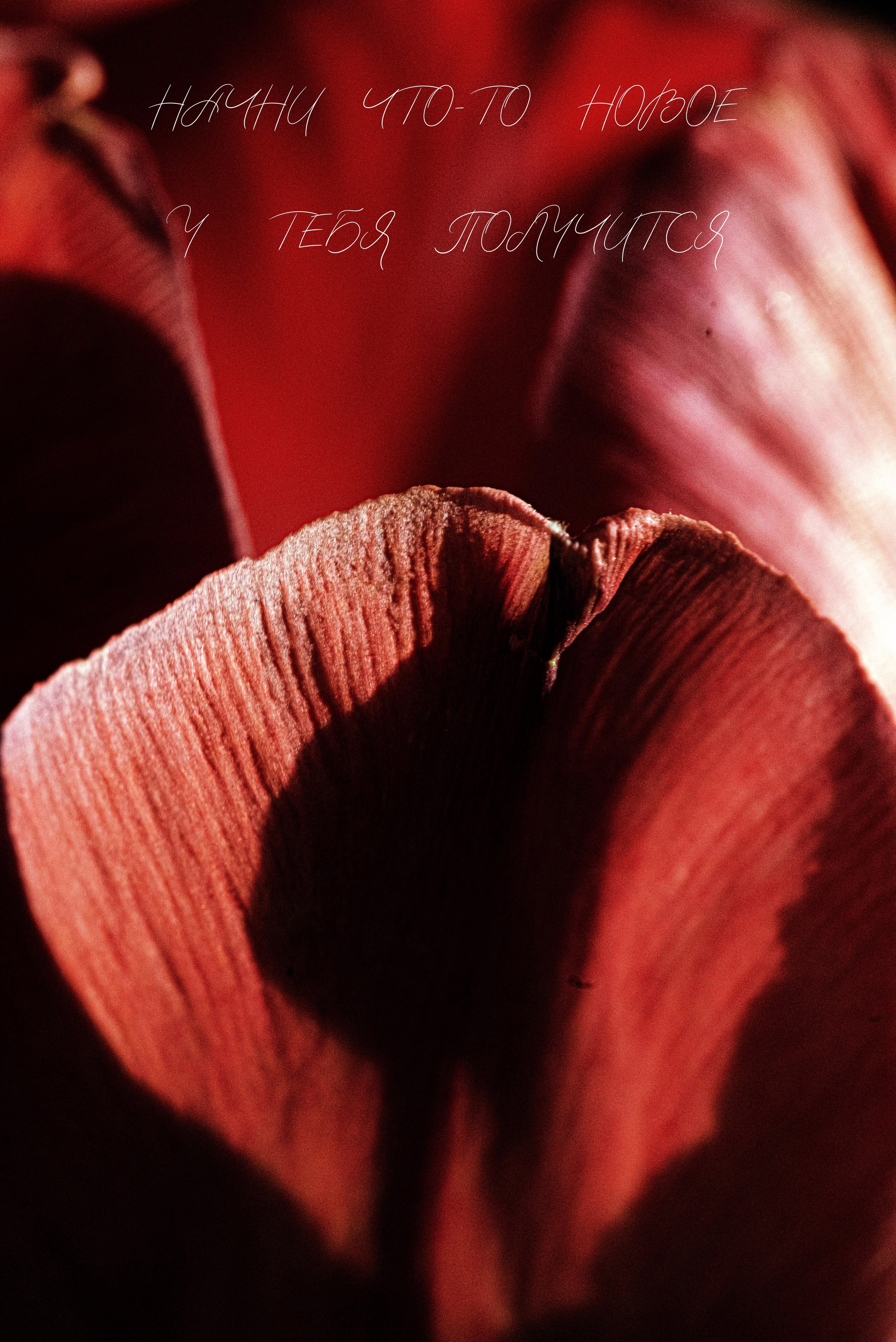 Обои для телефона. Видеооператор, фотограф в Санкт-Петербурге