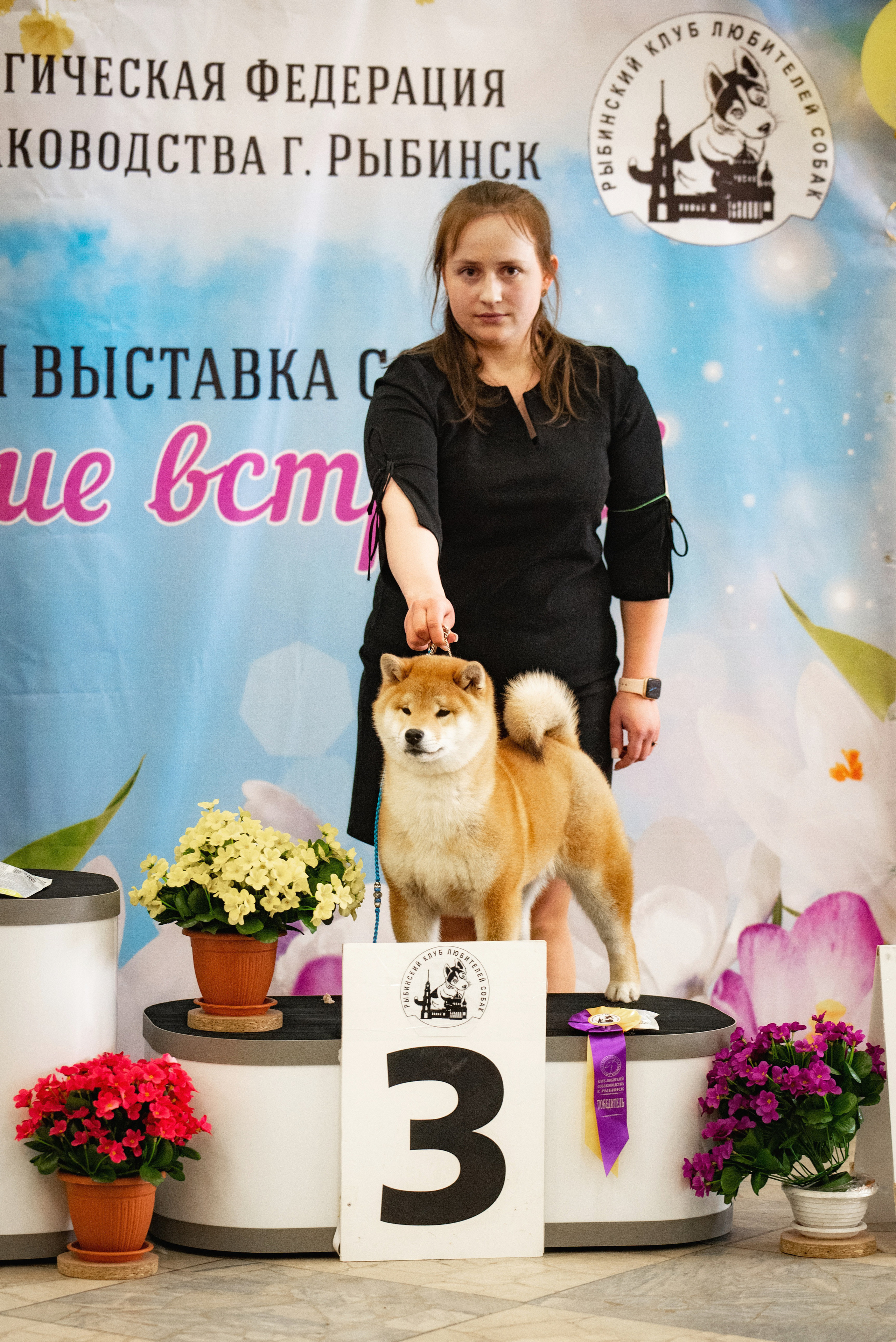 2022. SHIOMARU Shiba and Akita Inu Kennel