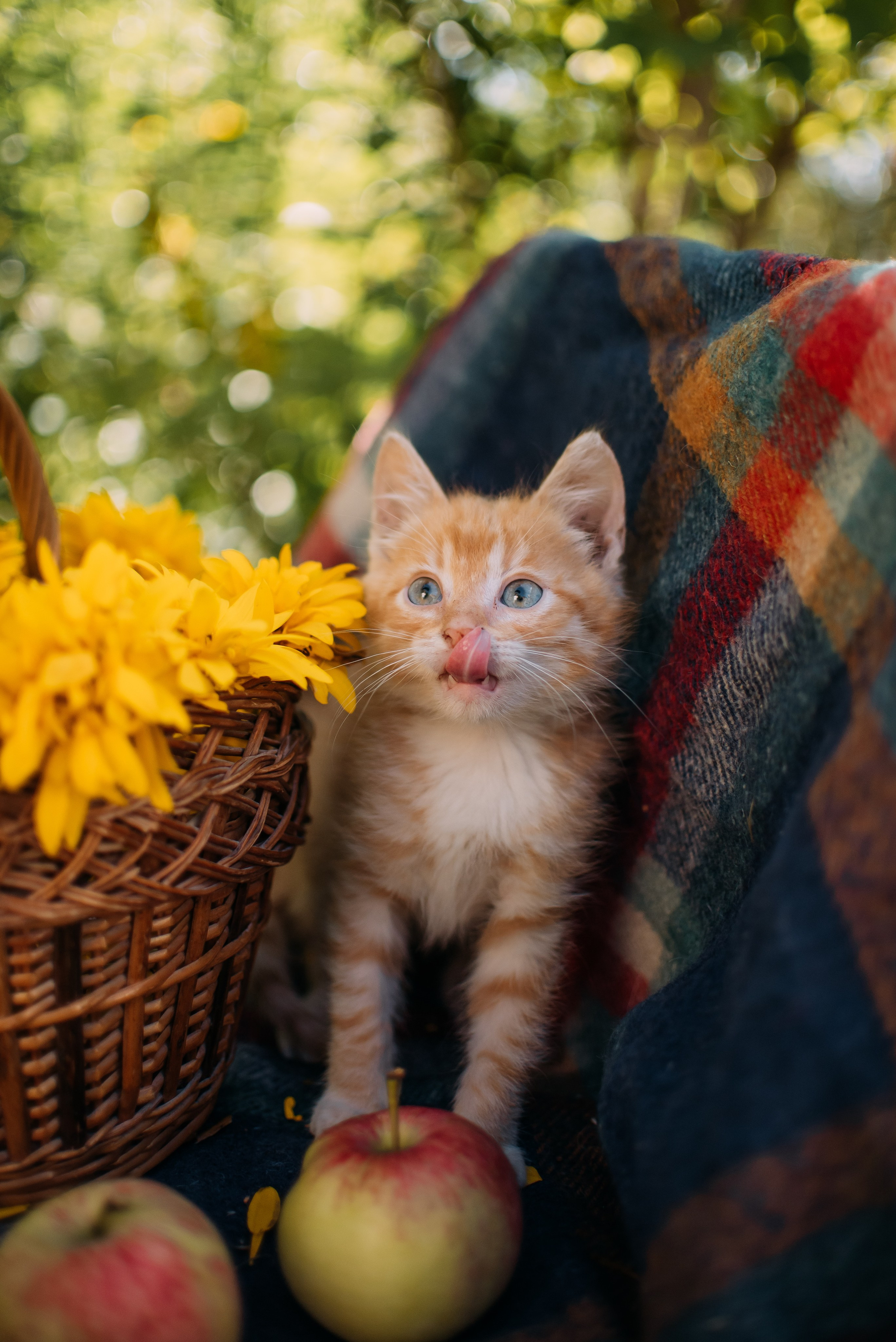 Животные на пристройство. Фотограф-анималист Валерия, Москва, Мытищи