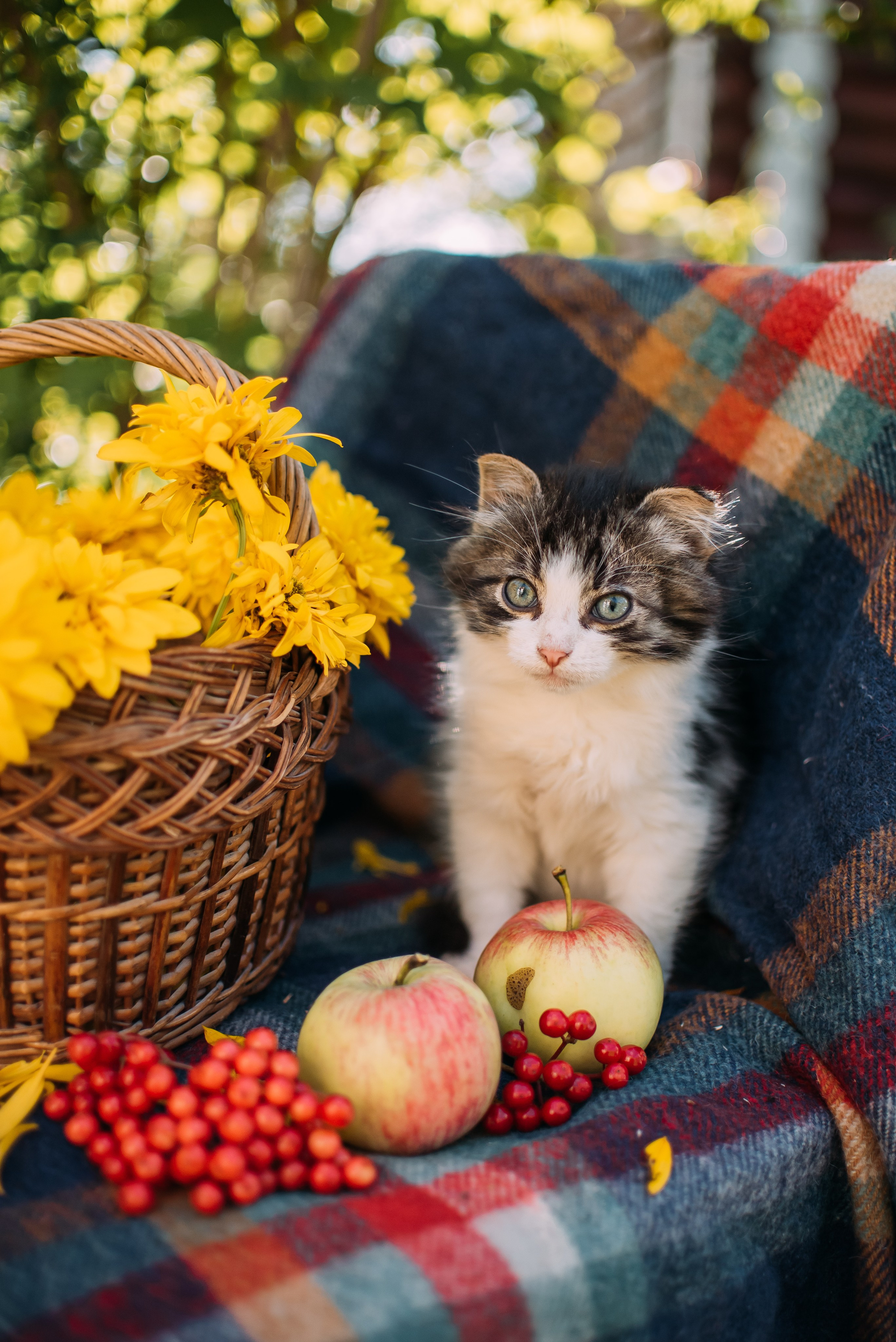 Животные на пристройство. Фотограф-анималист Валерия, Москва, Мытищи
