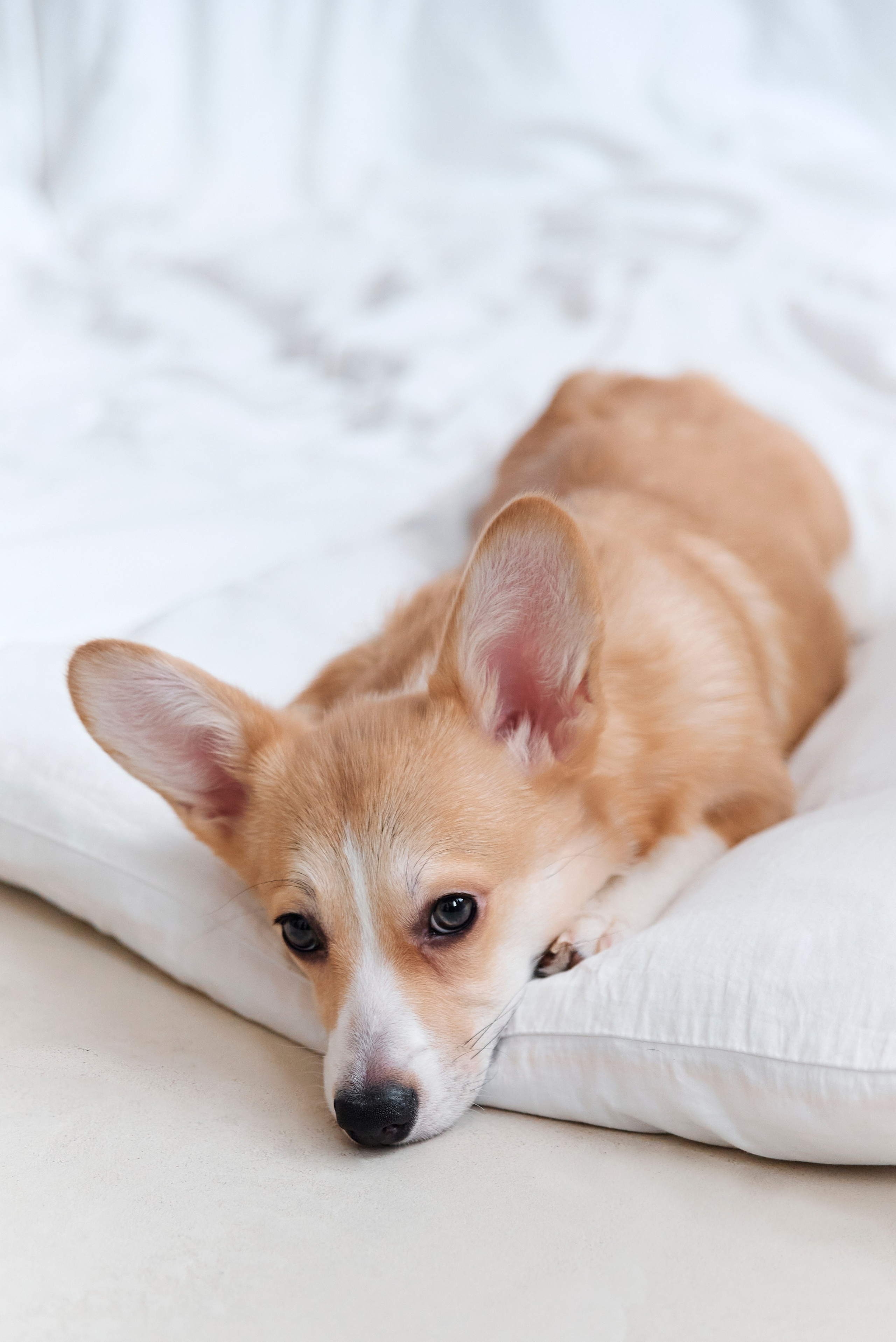Свадебное утро может выглядеть так!. Анна Гончарова свадебный и репортажный фотограф в Москве