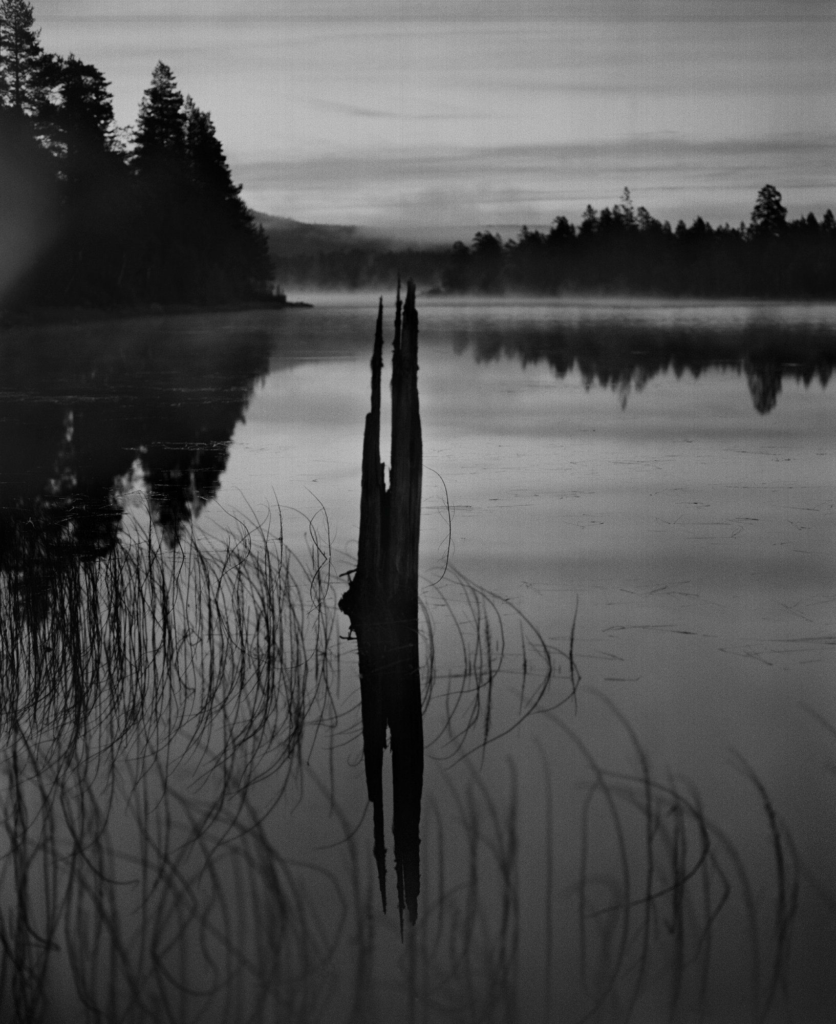 ИНТЕРВЬЮ С АВТОРАМИ: Maja Daniels. Самоорганизация Низина