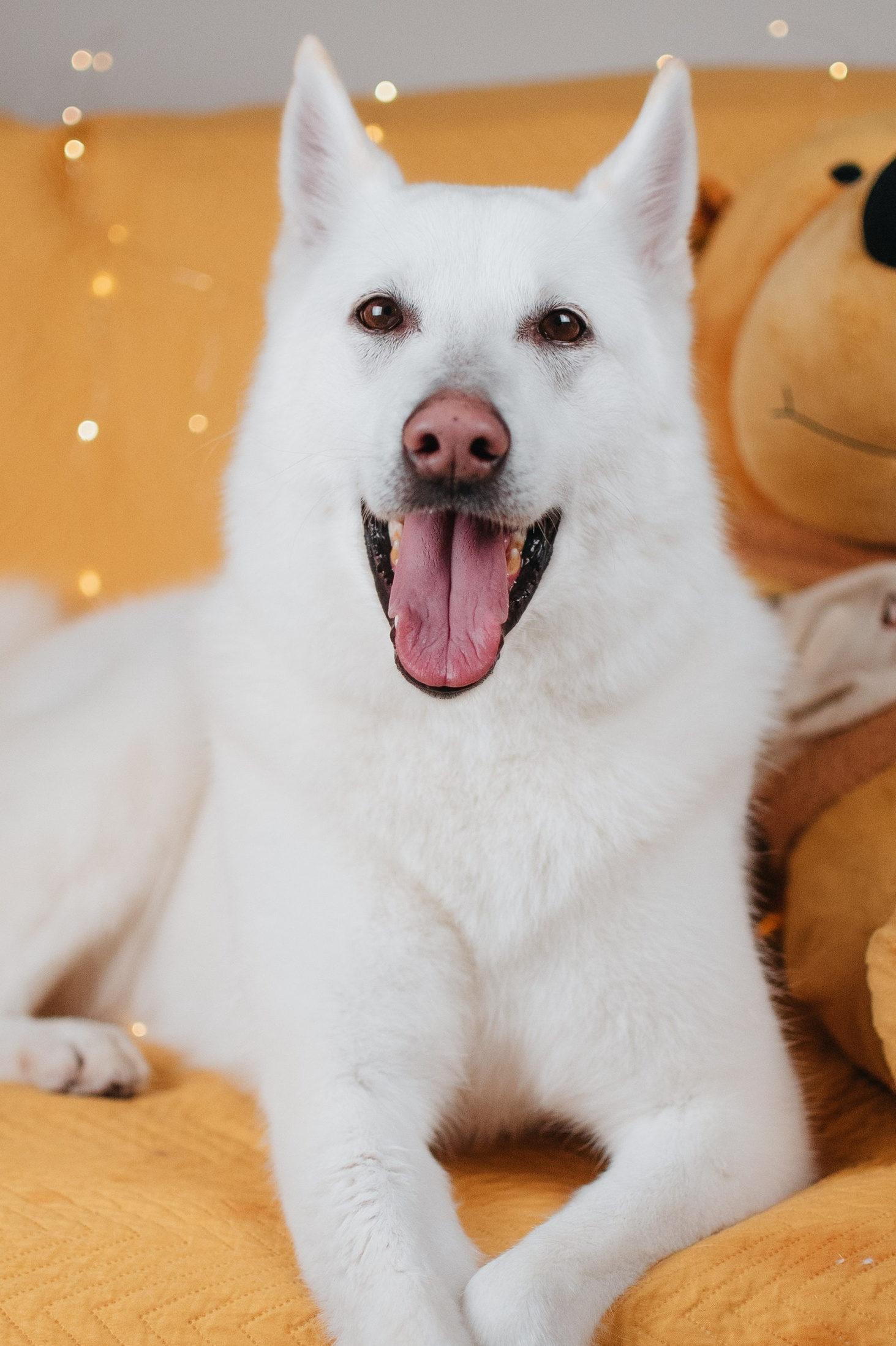 Животные на пристройство. Фотограф-анималист Валерия, Москва, Мытищи