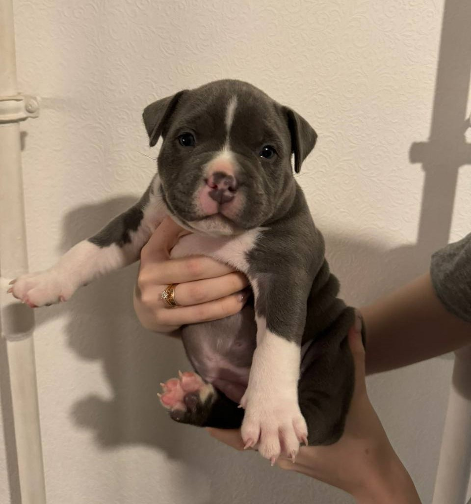 Mia x Stark. Питомник американских булли Bounty Pride Bully