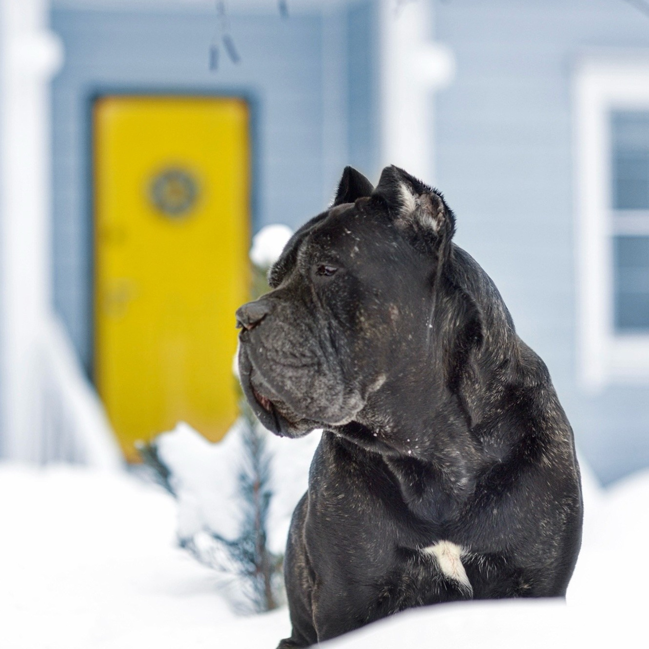 Кане Корсо Лайф, щенки породы Кане Корсо, г. Москва