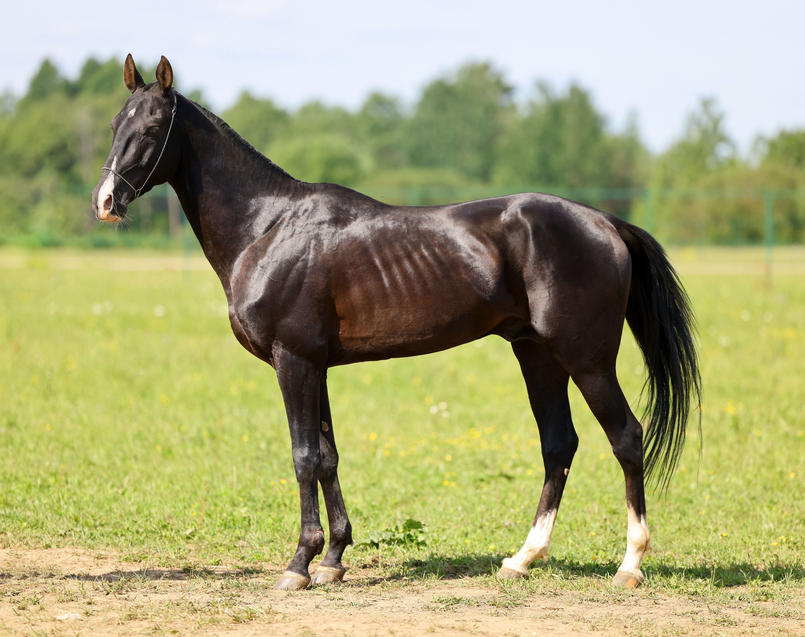 Аламир-Шах. Продажа ахалтекинских и полукровных лошадей