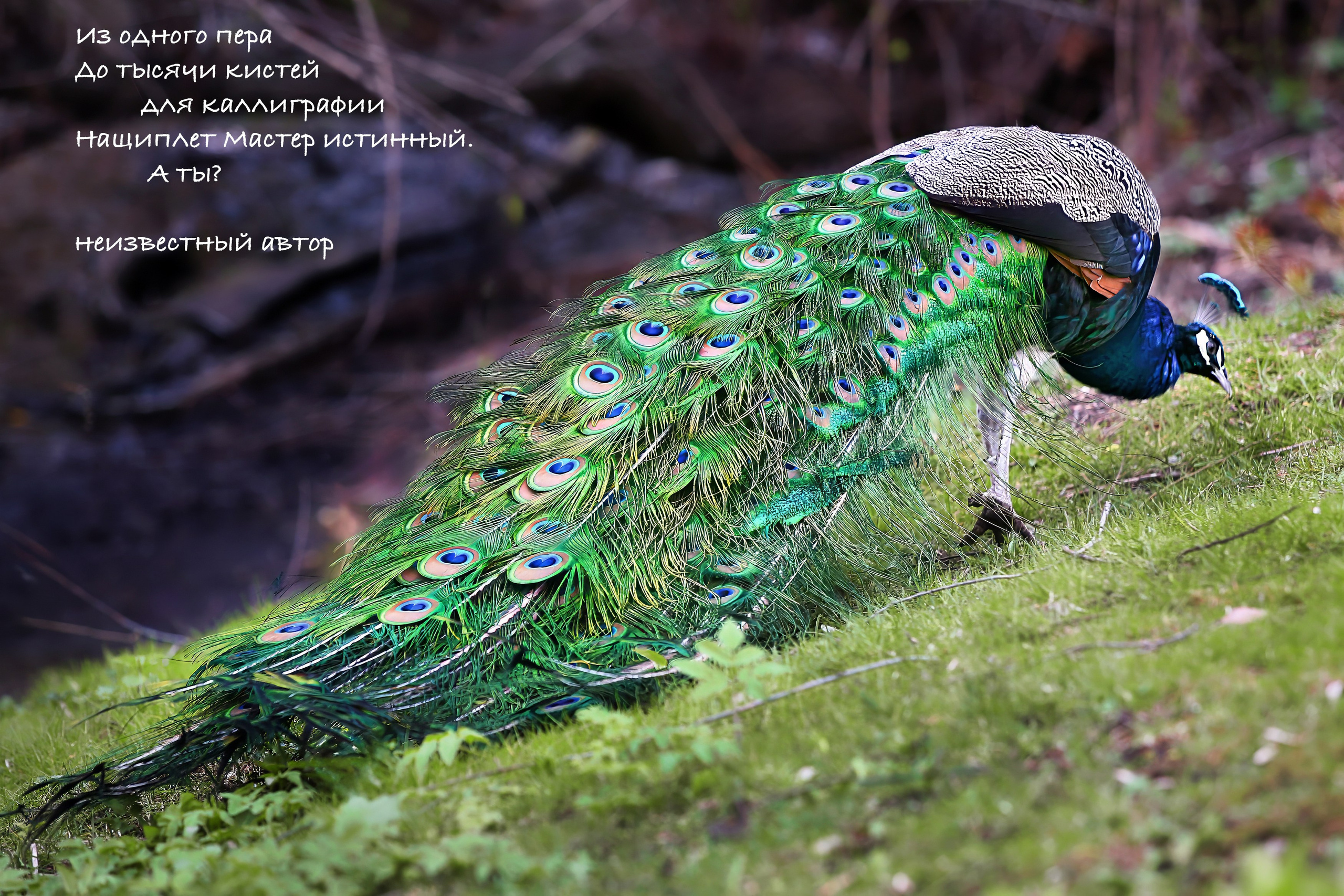 Иллюстрирую японскую поэзию. Photographer Vladimir Ostapenko