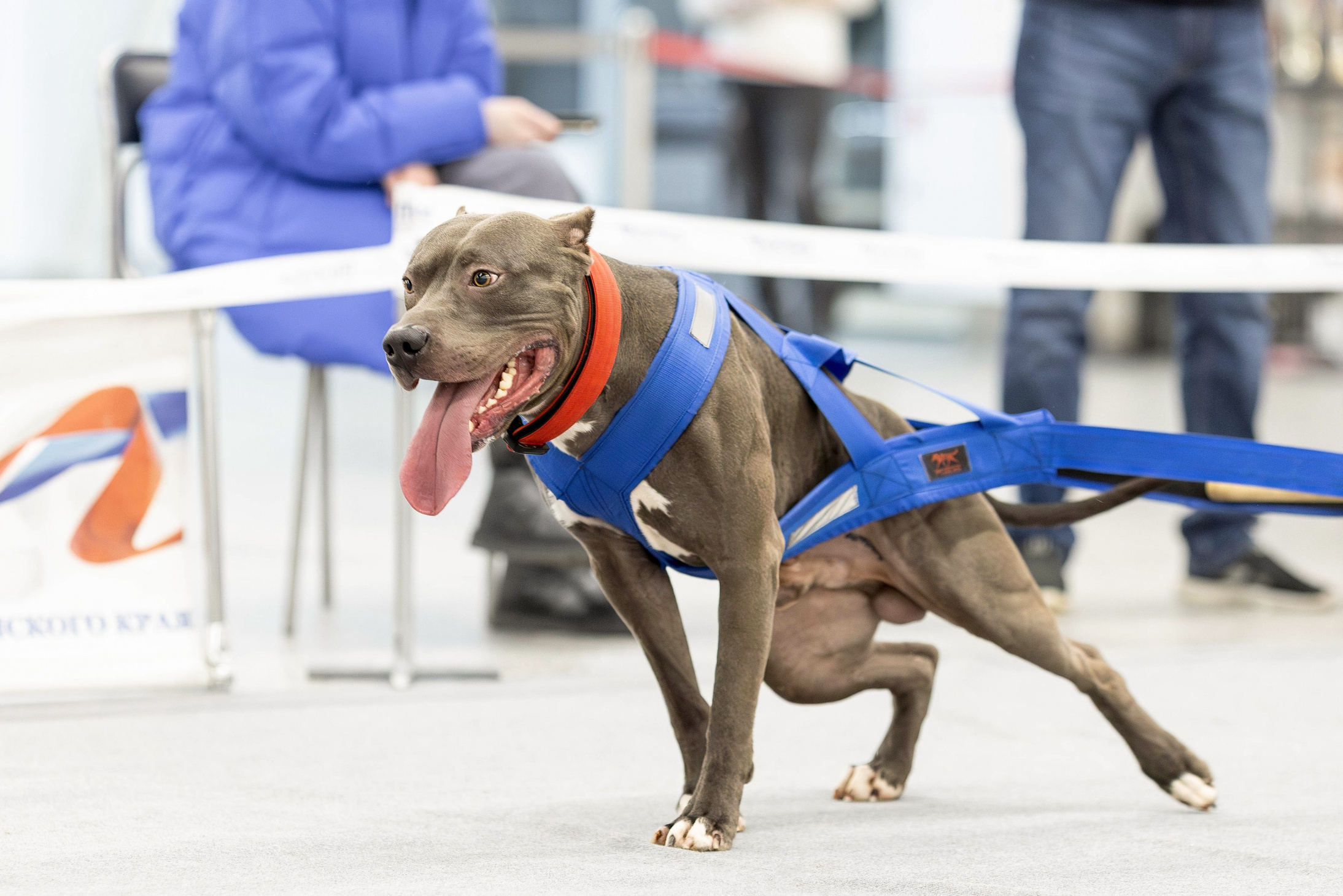 Прайс. Фотограф Анималист в Перми Анастасия Остерман