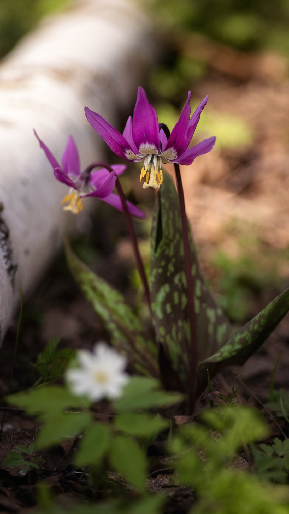 Кандык сибирский: живой реликт. Профессиональный пейзажный фотограф Алёна Рубан