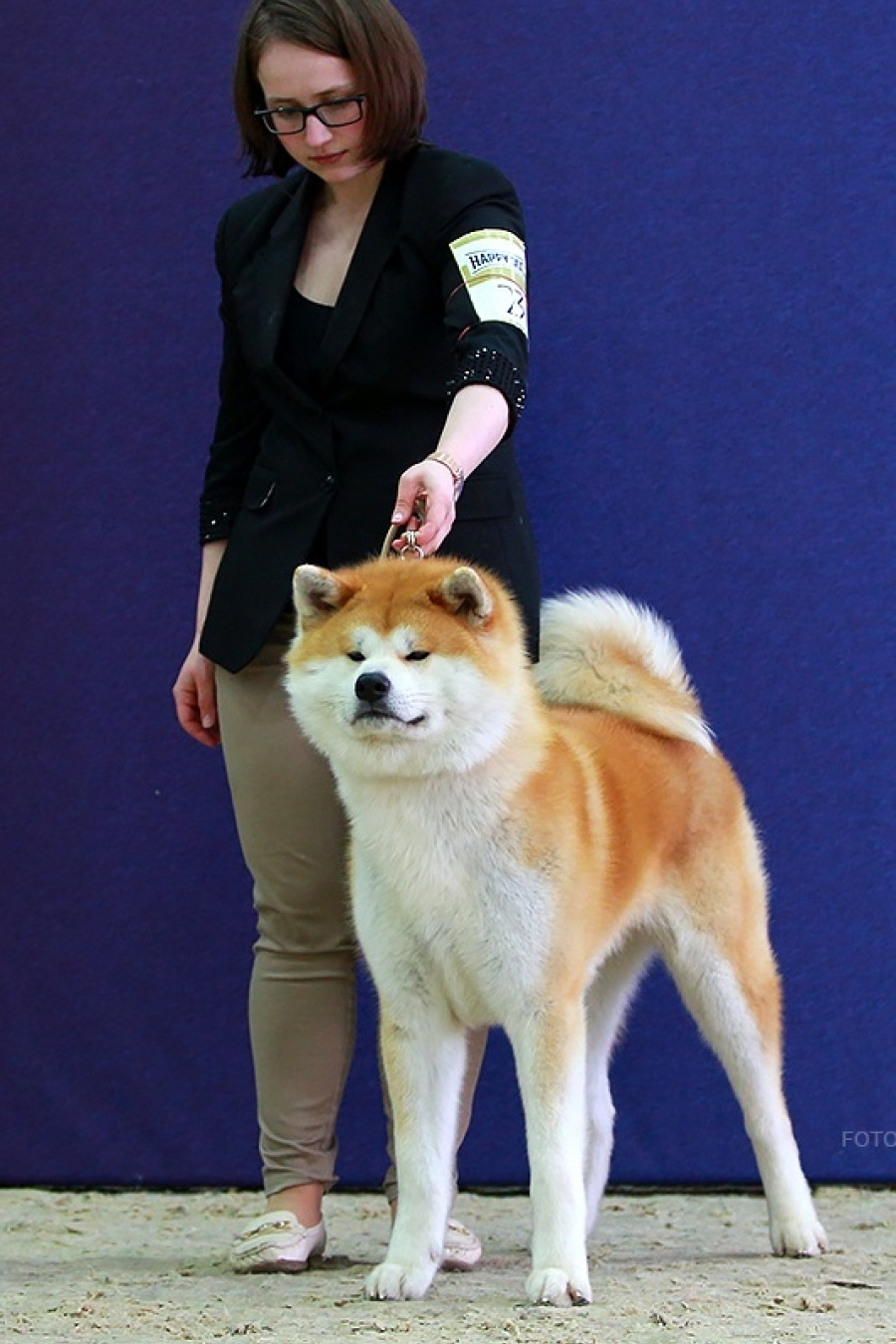 MALES. SHIOMARU Shiba and Akita Inu Kennel