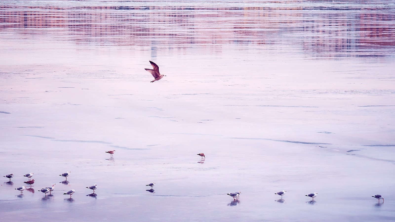 Фотопрогулка на день снятия блокады: фундаменты, чайки, Новый год и др. НЕЙРО-АРТы Воеводова