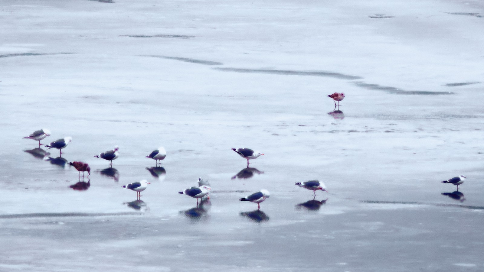 Фотопрогулка на день снятия блокады: фундаменты, чайки, Новый год и др. НЕЙРО-АРТы Воеводова