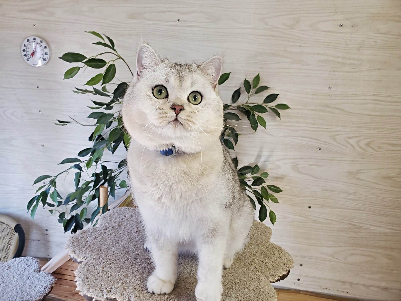 Gray, Male, DB: 05.01.23, sold. British shorhair Cats