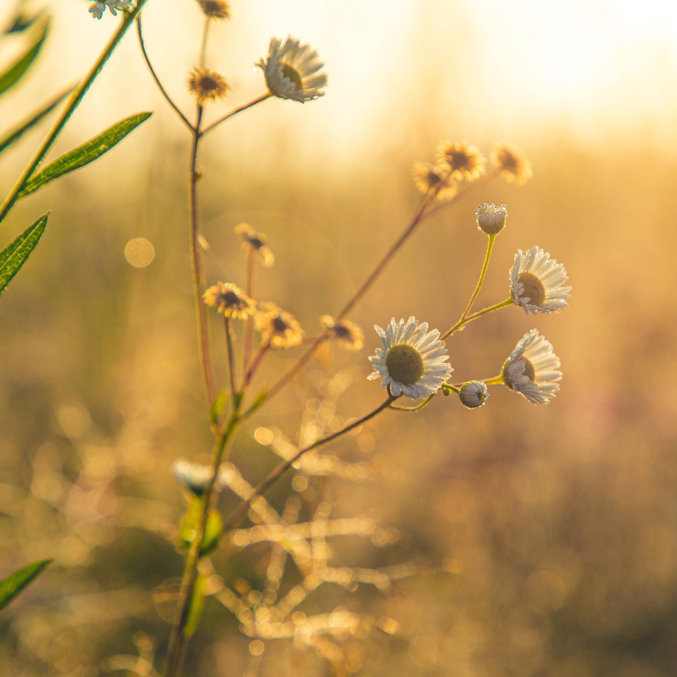 Владислав Ромашев. Семейный и детский фотограф из Москвы