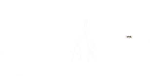silvacandle.ru
