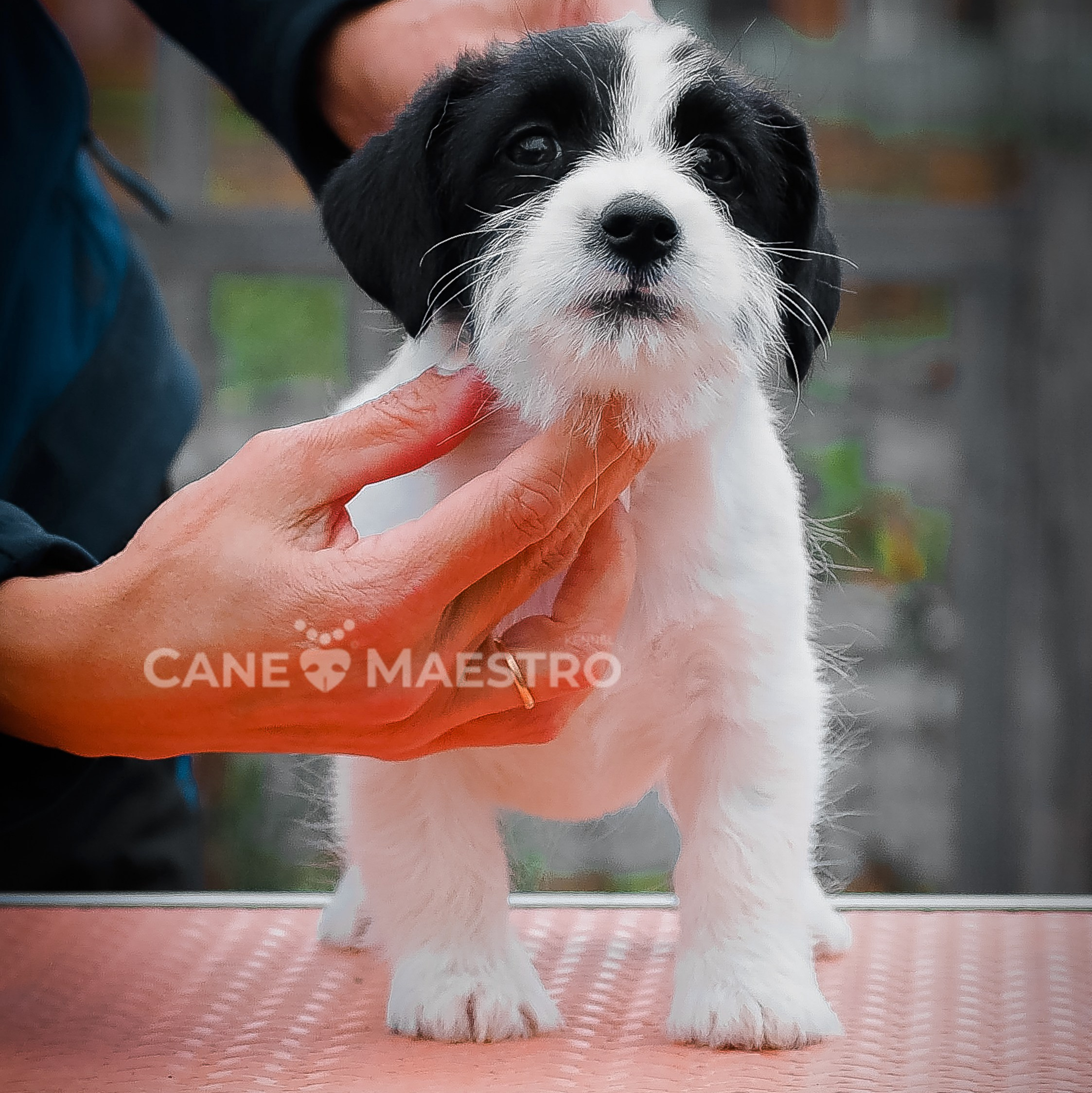 LITTER «Х» 03/08/2024. CANE MAESTRO — kennel Jack Russell Terrier