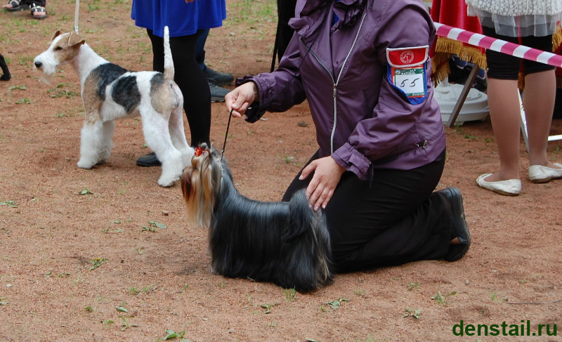 2011-2012 г Результаты выставок. Питомник Йоркширских терьеров Дэнстайл в Санкт-Петербурге заводчик Тих