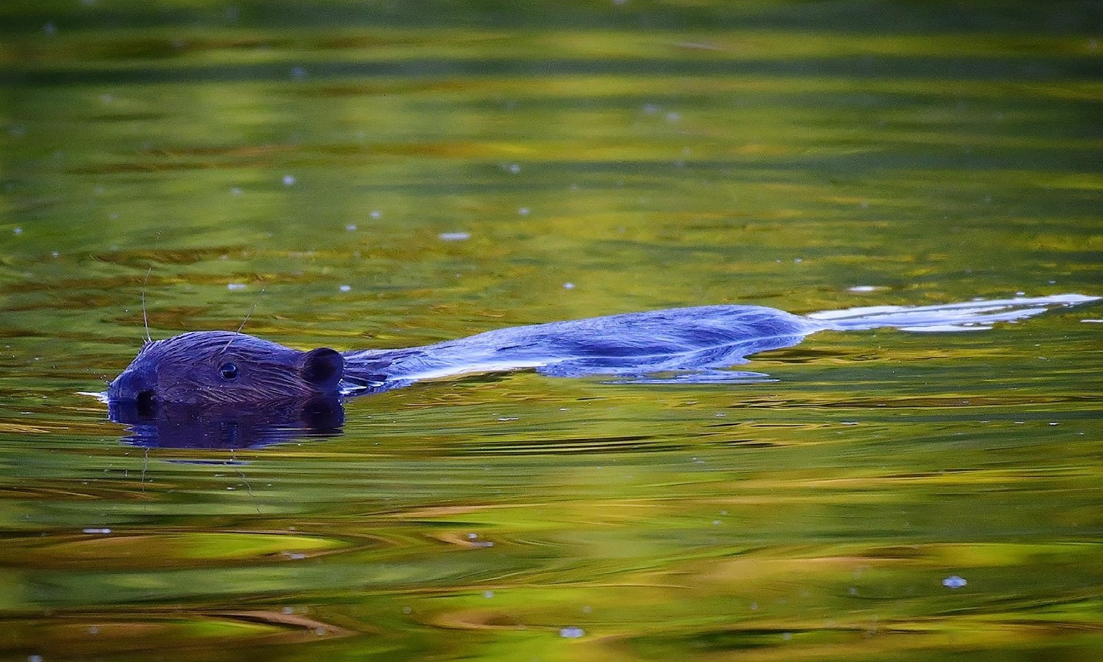 Фотоохота. Фотографии Лены Соколовой