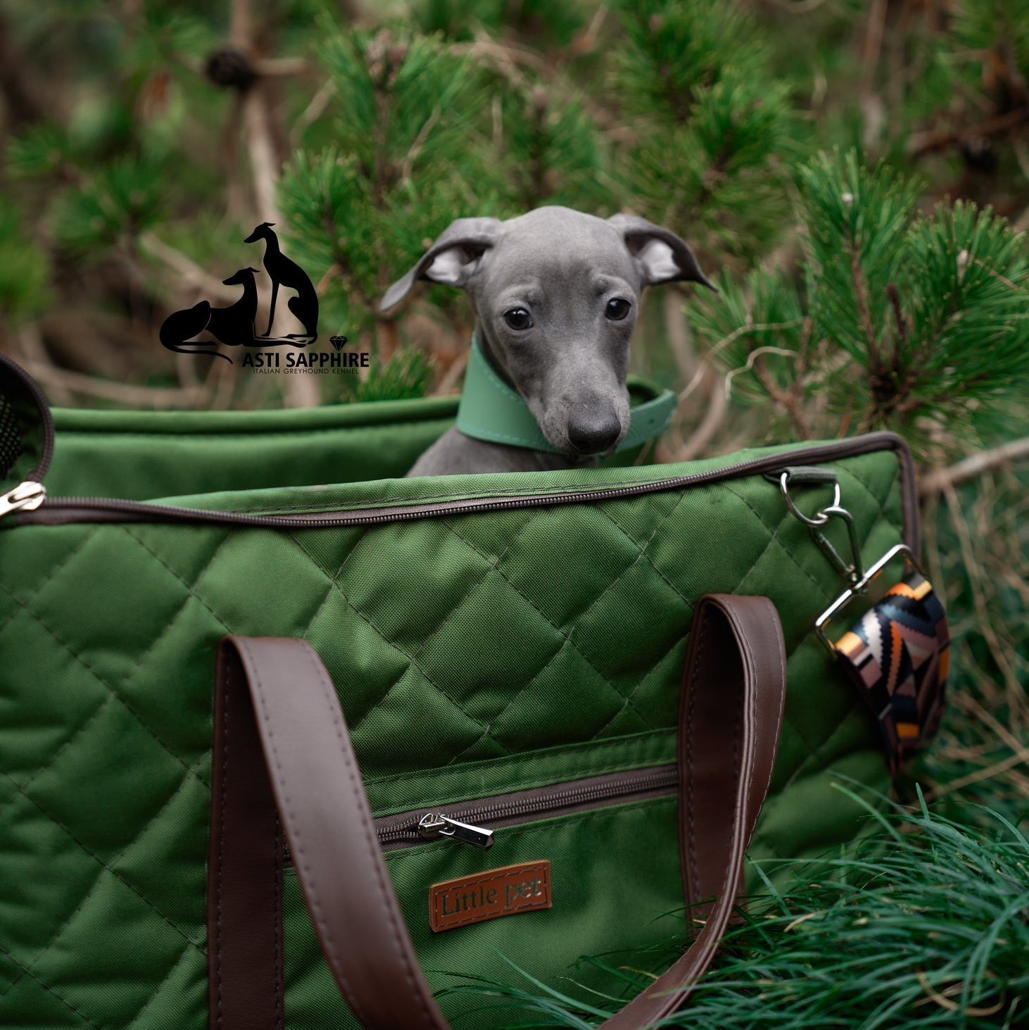 Авиапереноски. Professional Italian Greyhound Kennel RKF/FCI ASTI SAPPHIRE 💎 Sochi|St. Petersburg