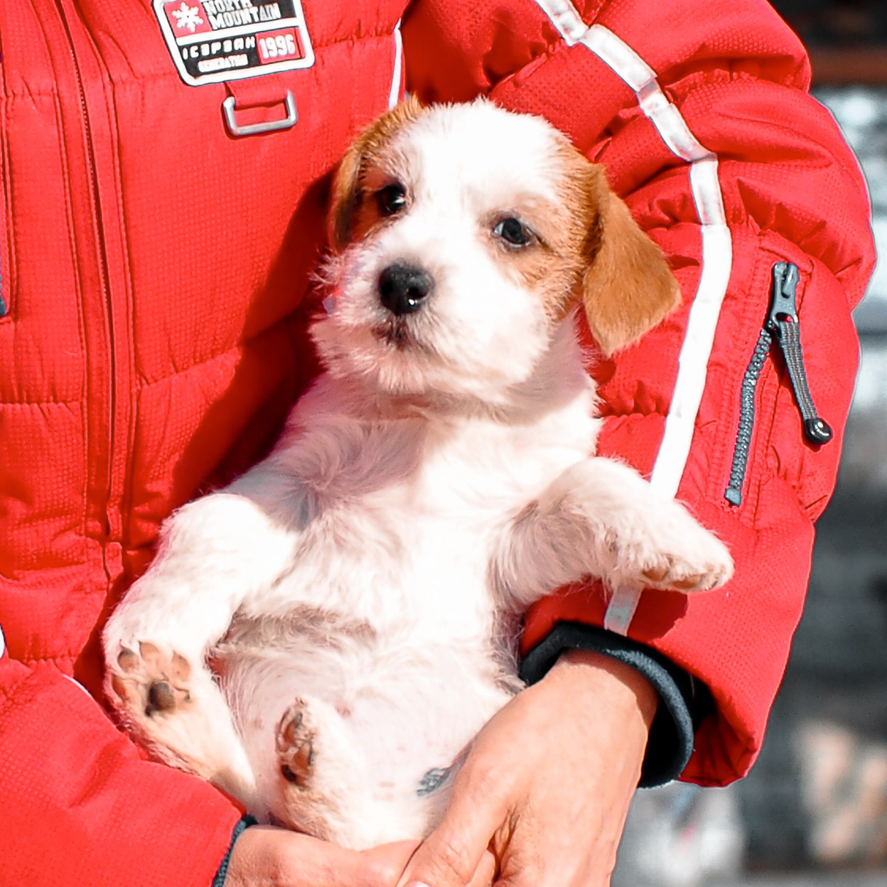 LITTER «Ю» 05/01/2026. CANE MAESTRO — kennel Jack Russell Terrier