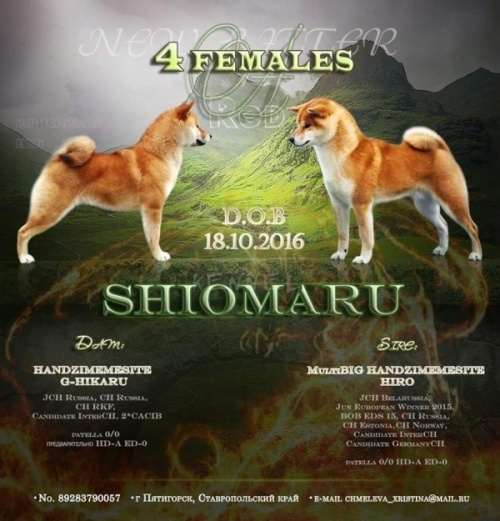 Litter A. SHIOMARU Shiba and Akita Inu Kennel